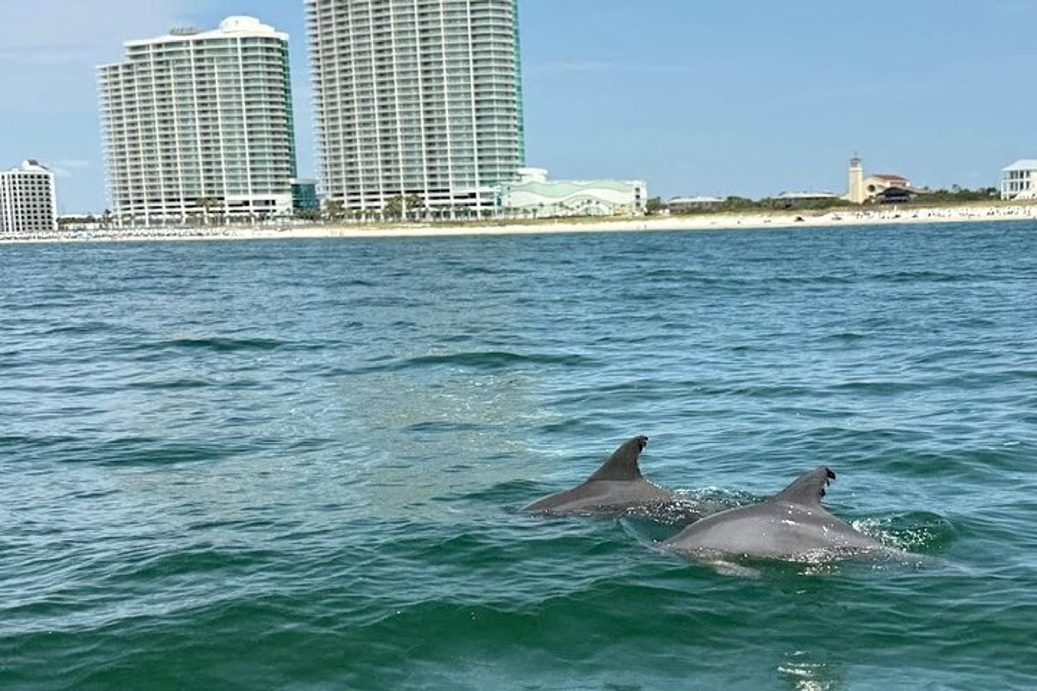 Orange Beach Dolphin Sightseeing Excursion 1 hr - Image 4