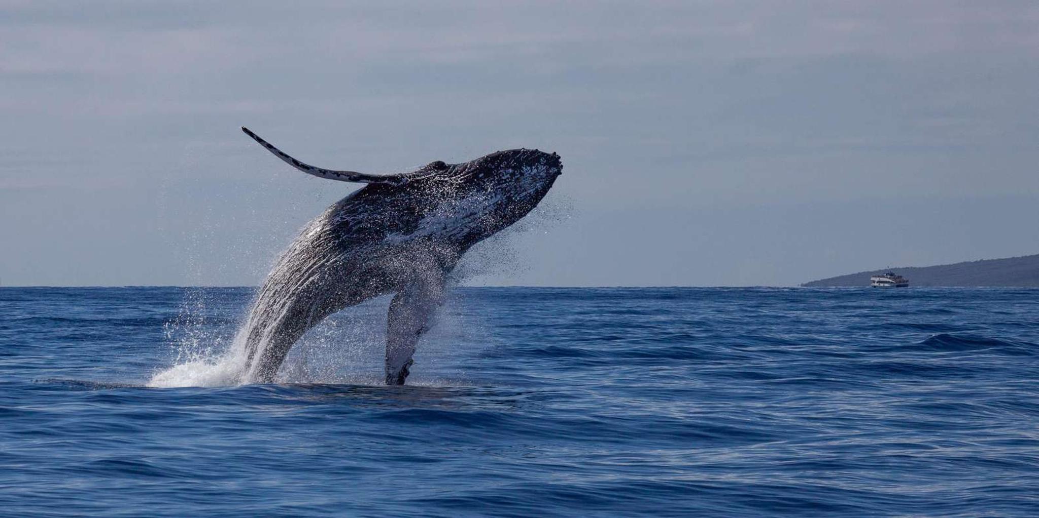 Maui Whale Watching Sail with Live Whale Songs - Image 3