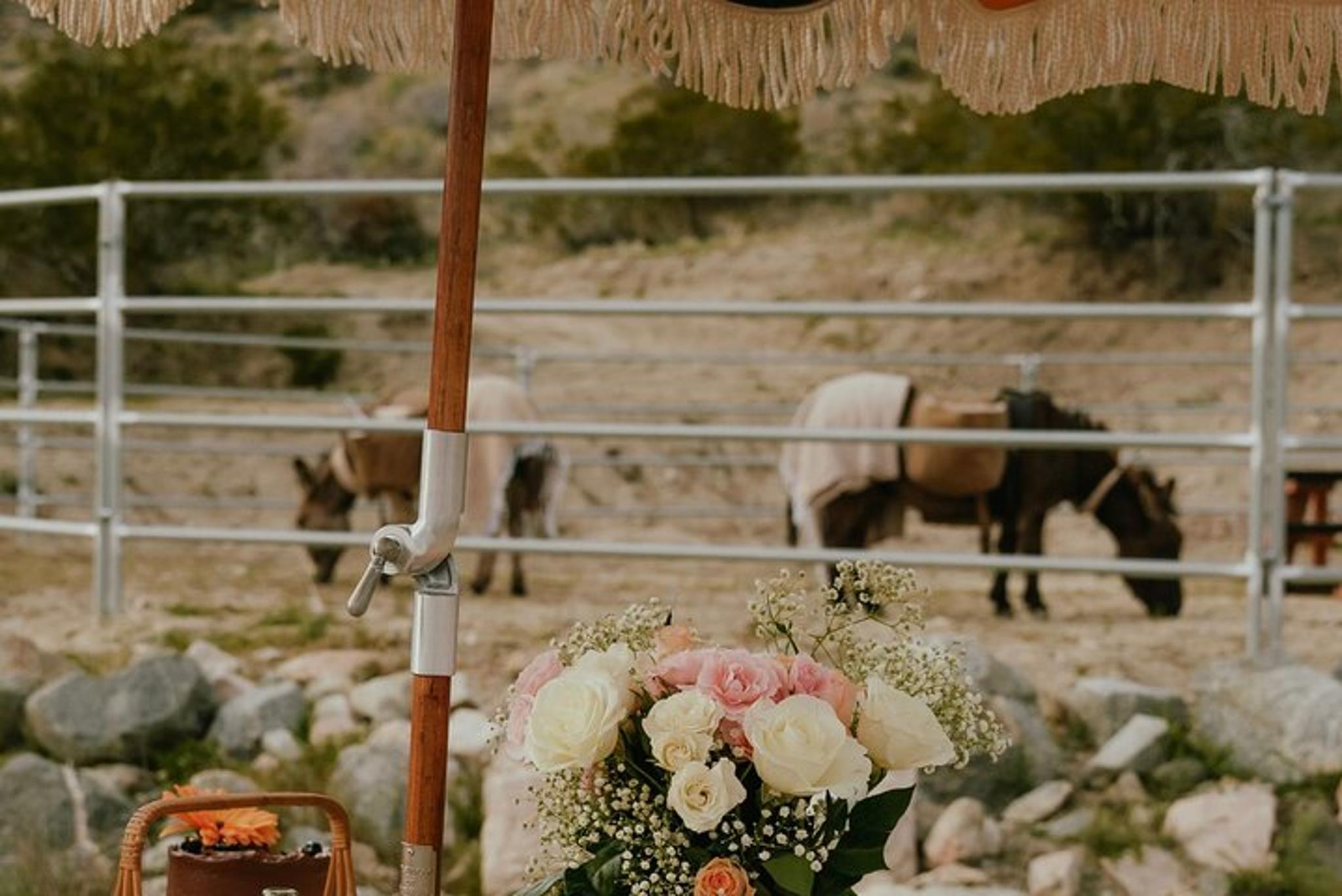 Southern California Brunch with Mini Rescue Burros - Image 2