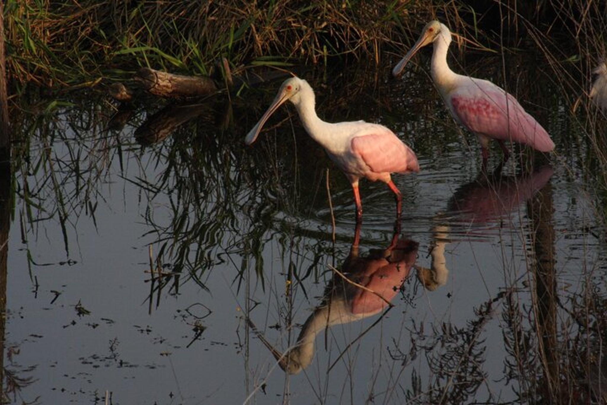Miami Everglades Safari Day Tour - Image 5