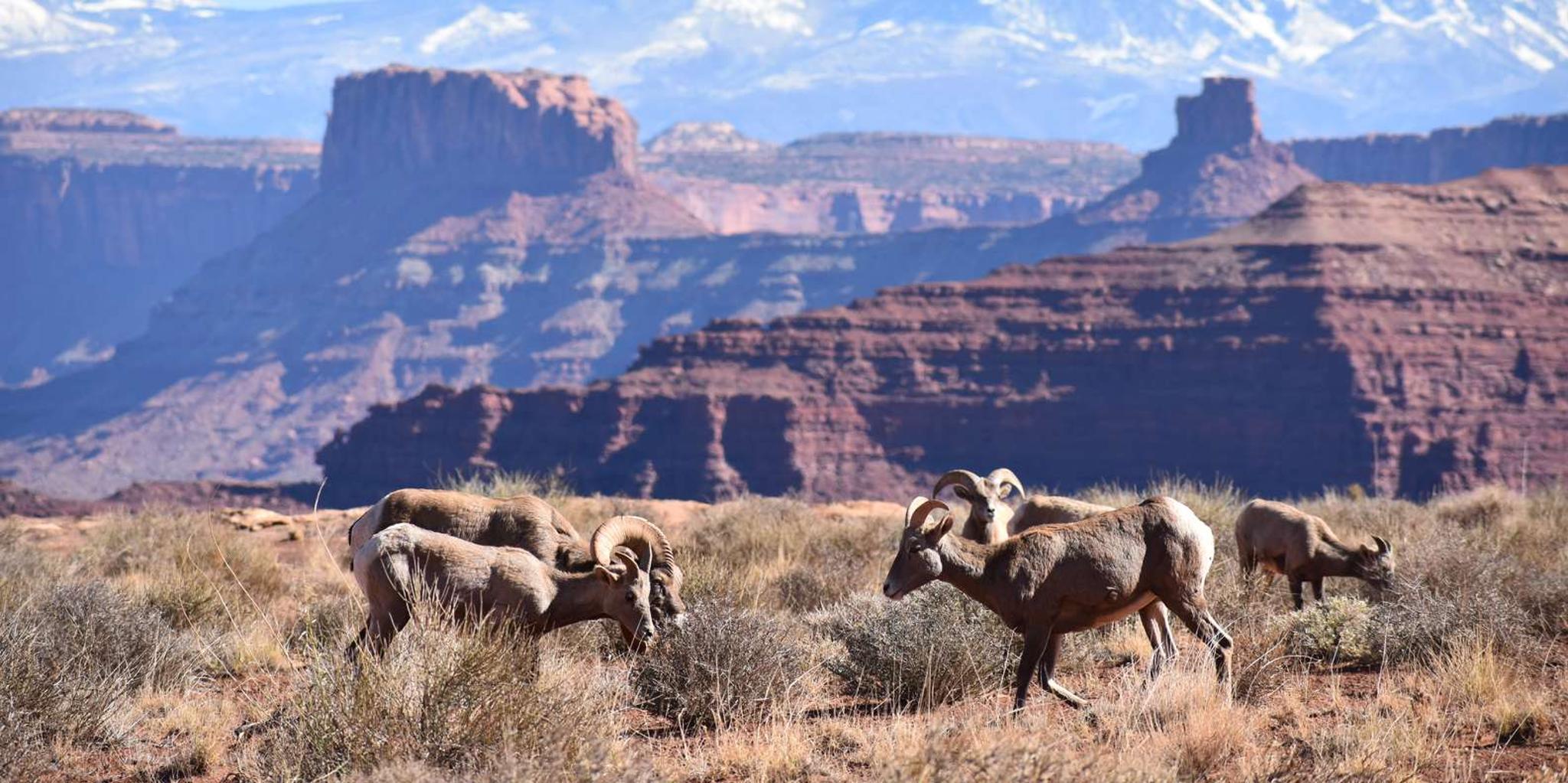 Moab Canyonlands National Park 4x4 White Rim Tour - Image 3