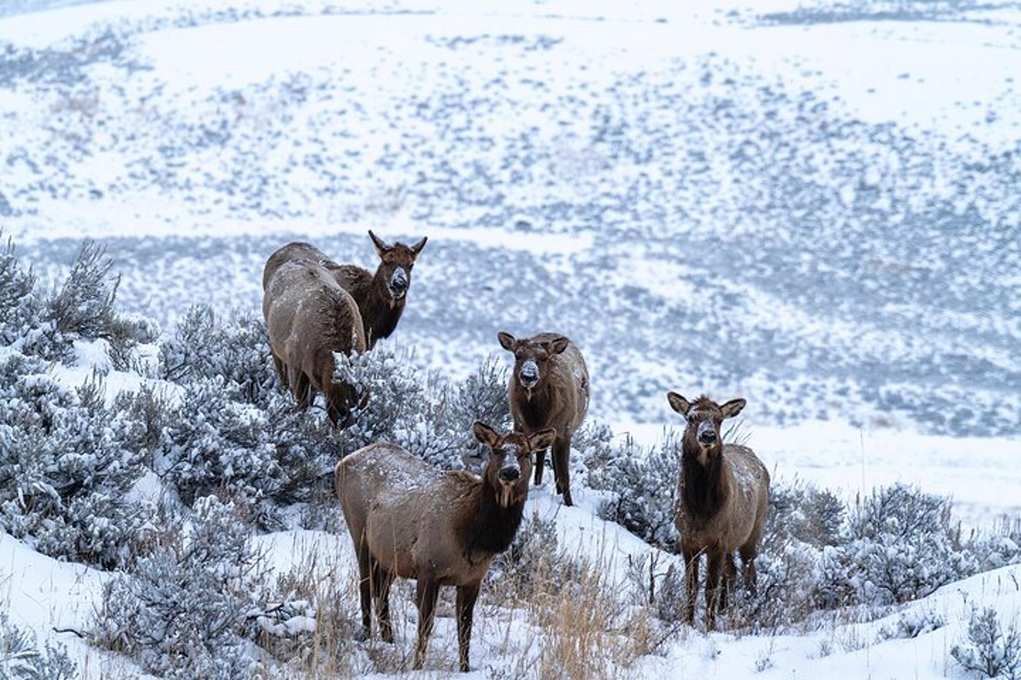 Yellowstone Wildlife Photography Tour 3 Days - Image 5