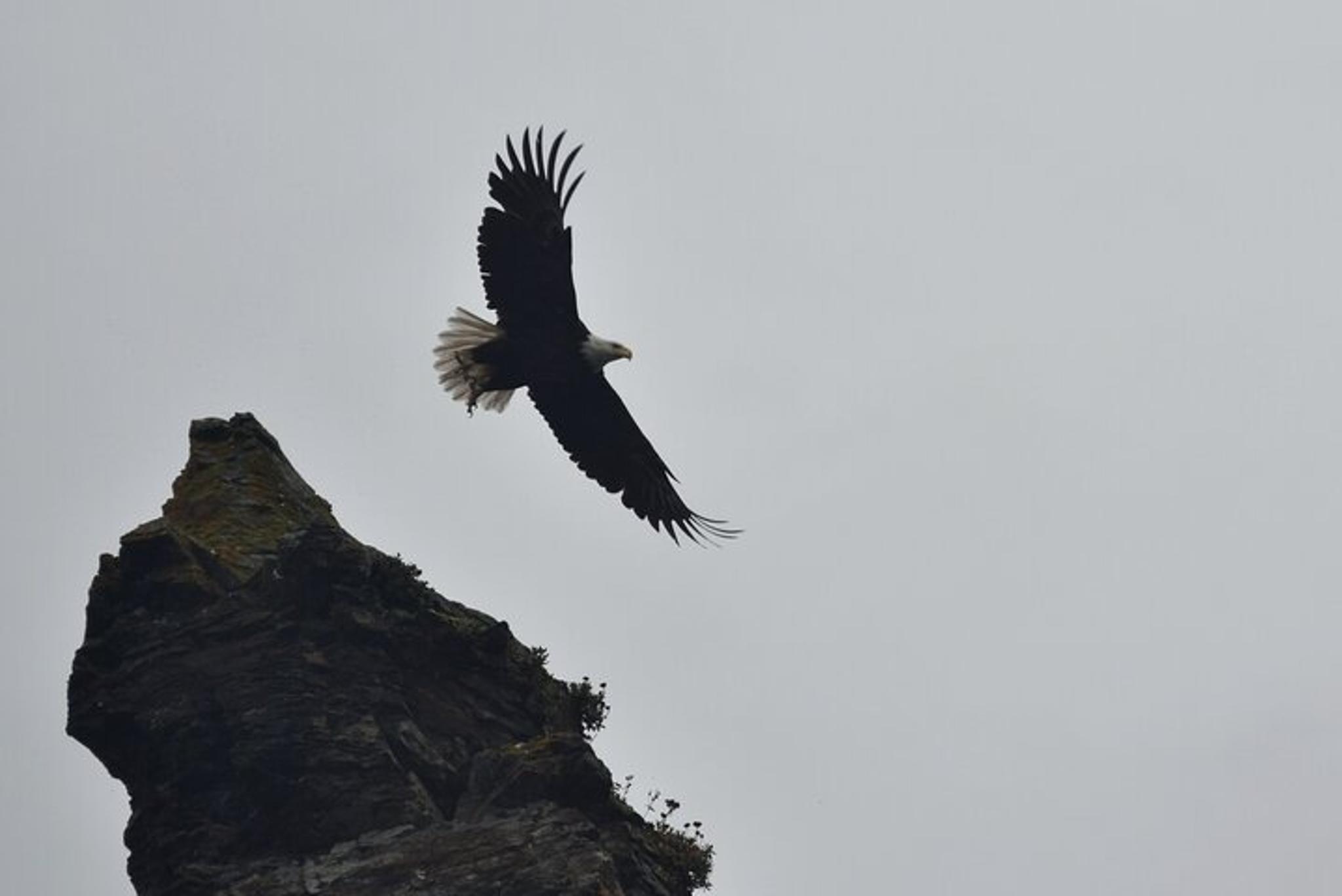 Kachemak Bay Wildlife Tour - Image 4