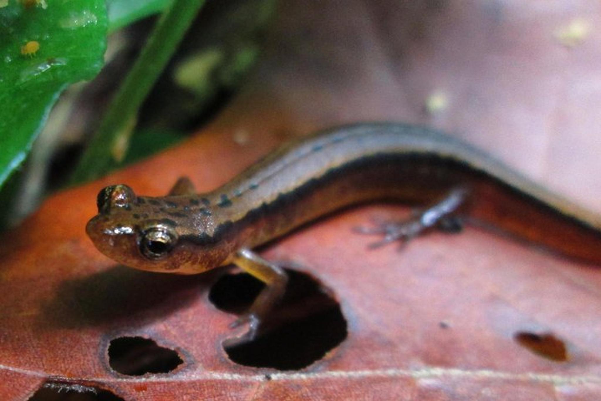 Great Smoky Mountains Historic River Tour - Image 6
