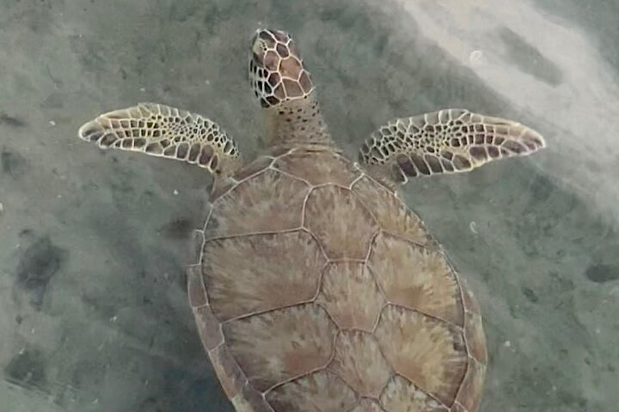 Jupiter Paddleboard Tour