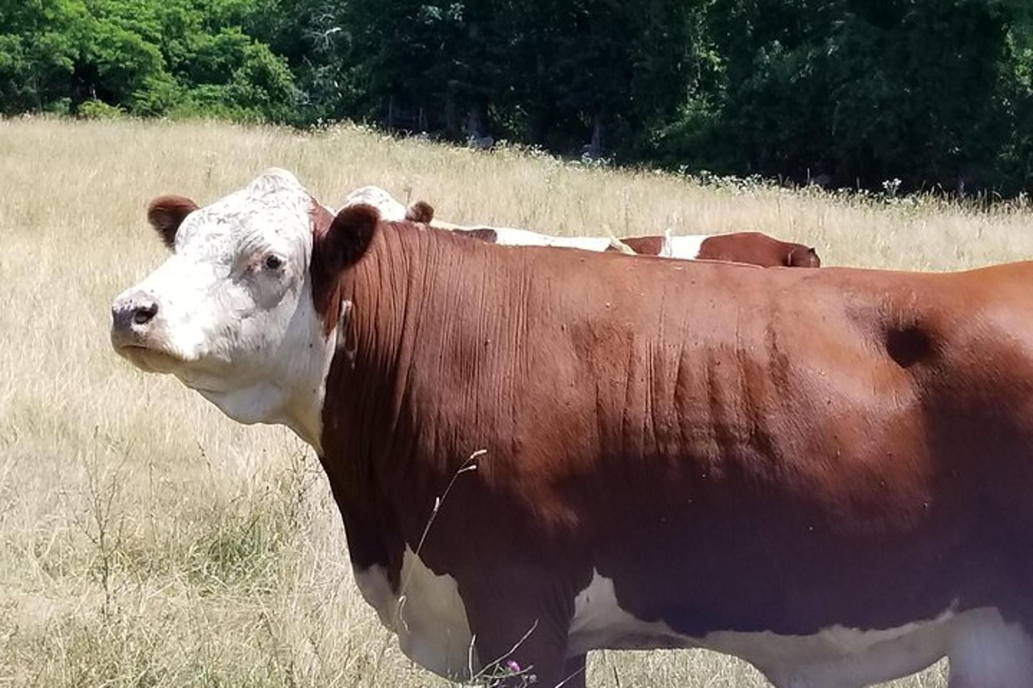 Martha's Vineyard Island Bus Tour - Image 3