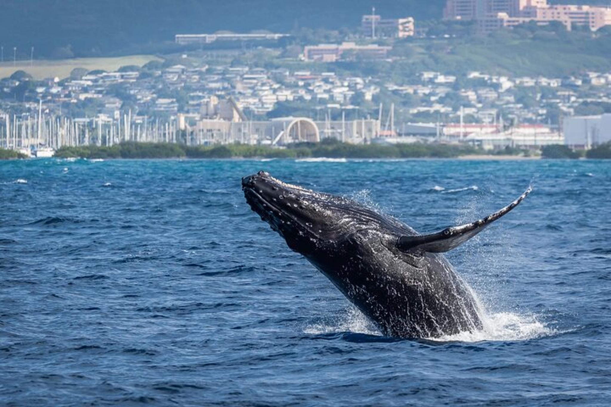 Waikīkī Whale Watching Exploration - Image 5