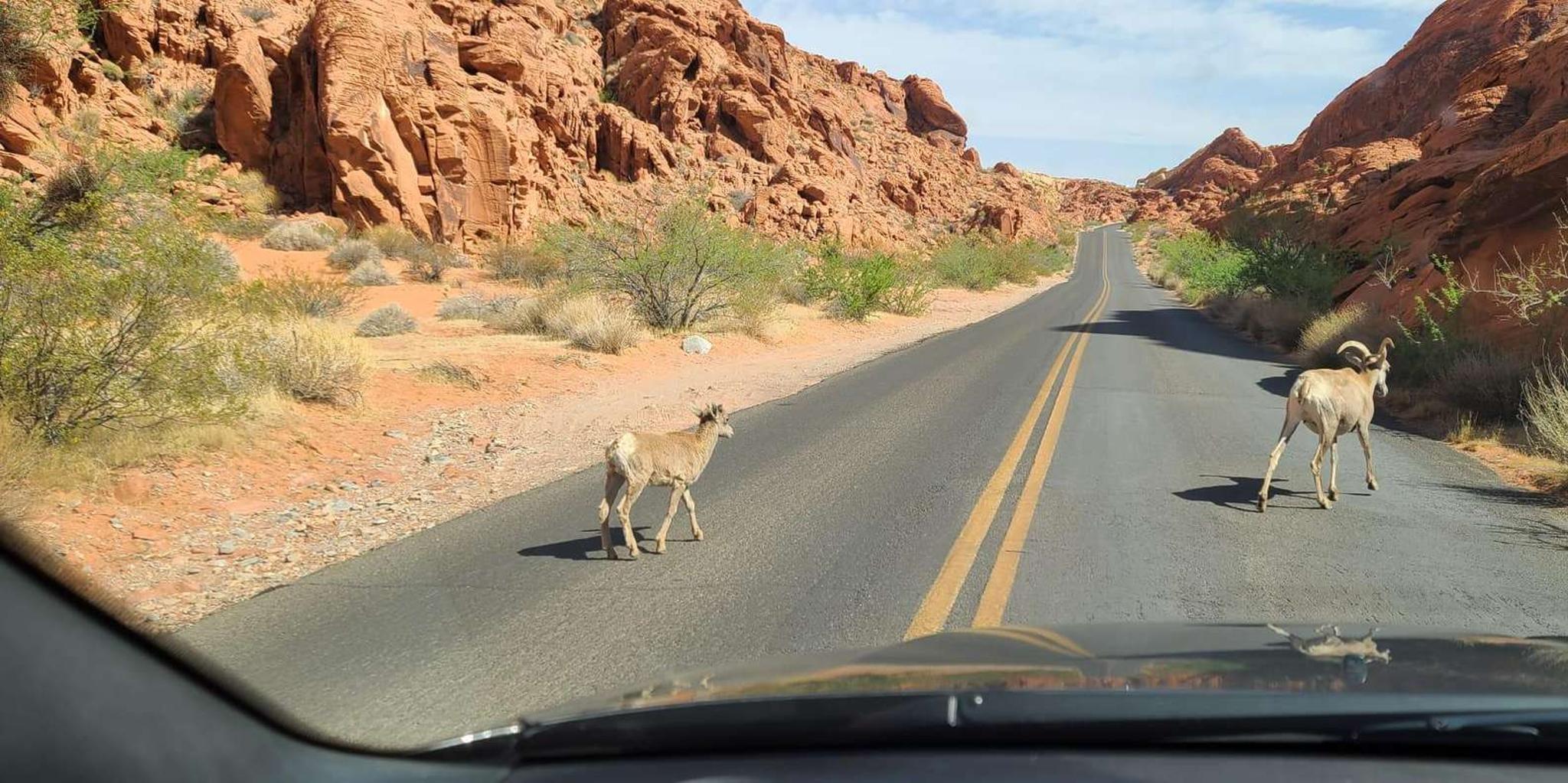 Las Vegas Valley of Fire and Red Rock Canyon Tour - Image 1