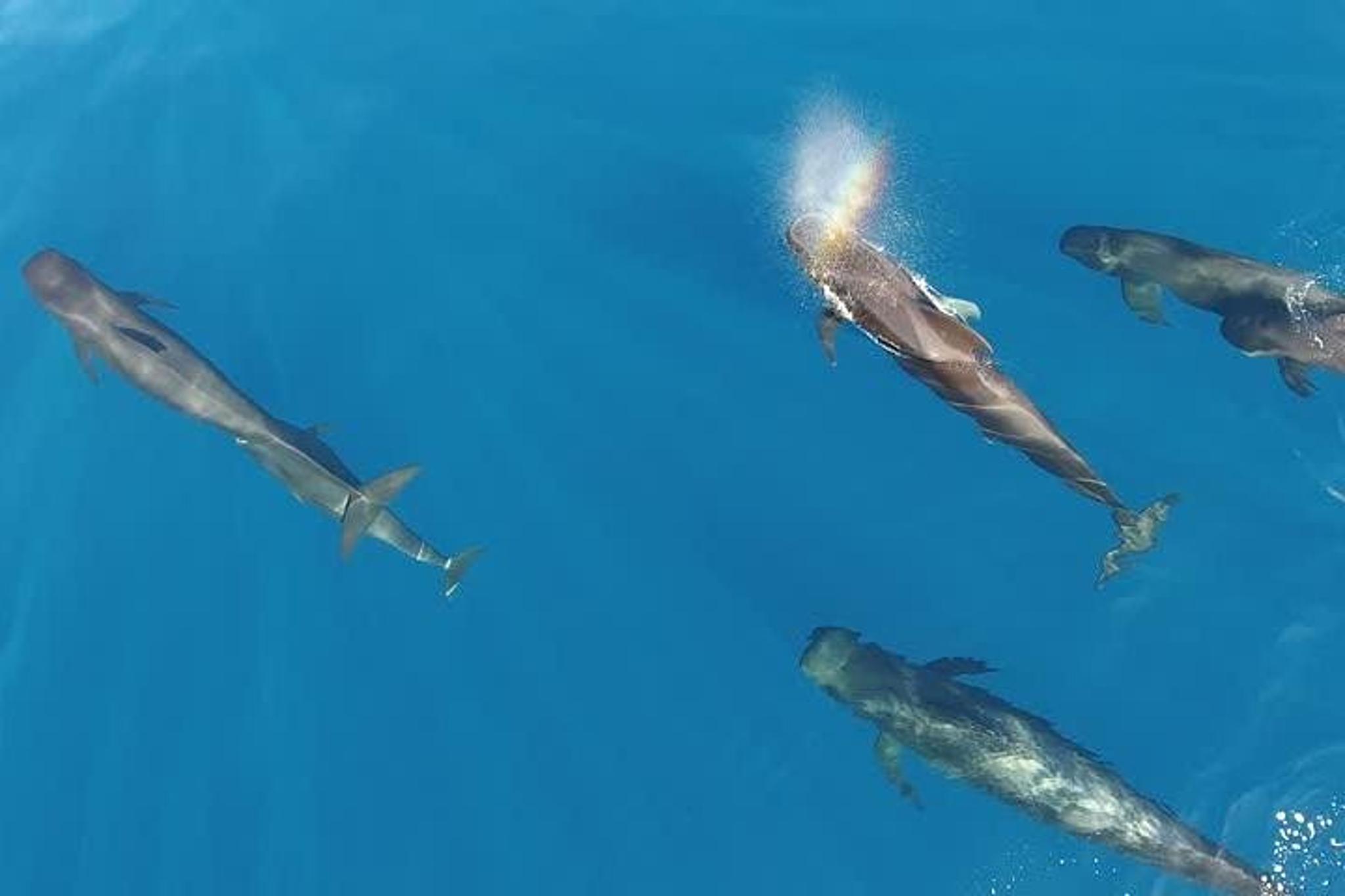 Maui Whale Watching Air Tour - Image 3
