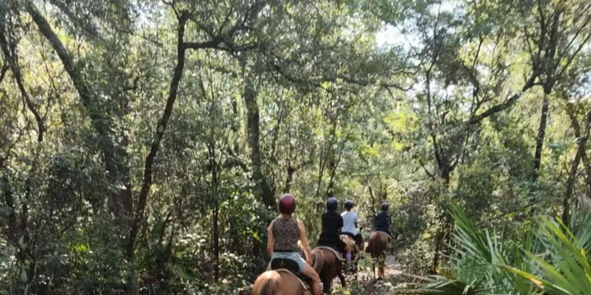 Amelia Island Horseback Ride at Pumpkin Hill 2 hr - Image 3