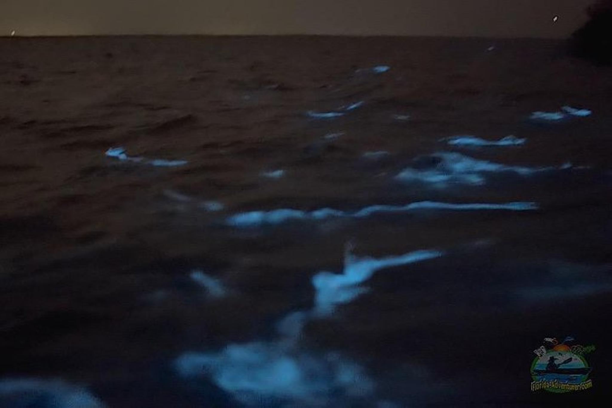 Titusville Bioluminescence Clear Kayak Tour - Image 3