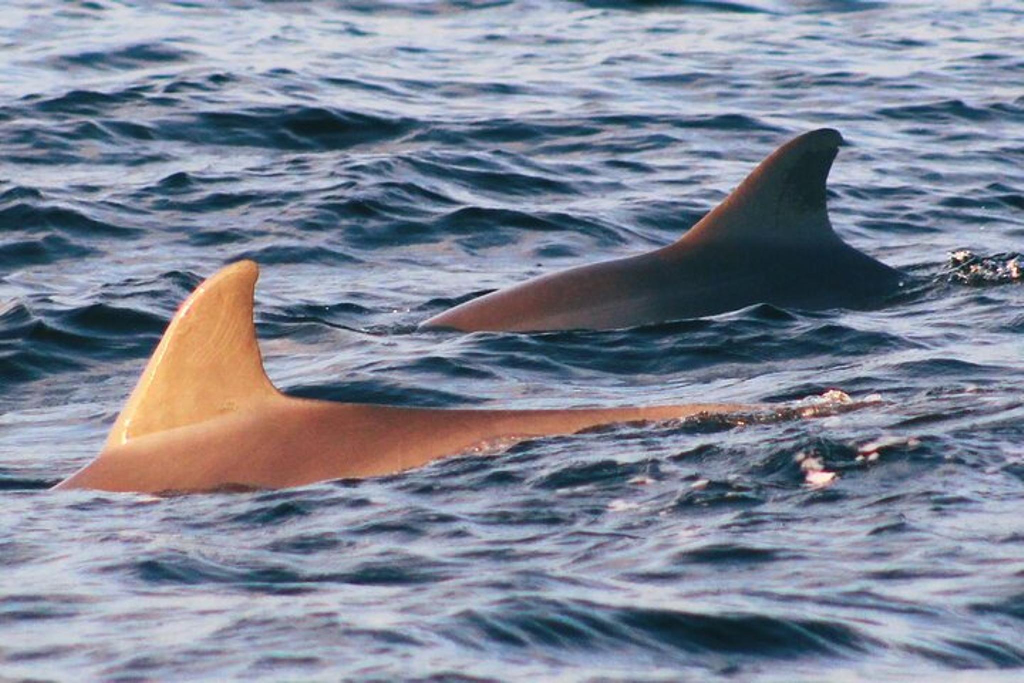 St. Andrews Eco Snorkel Tour