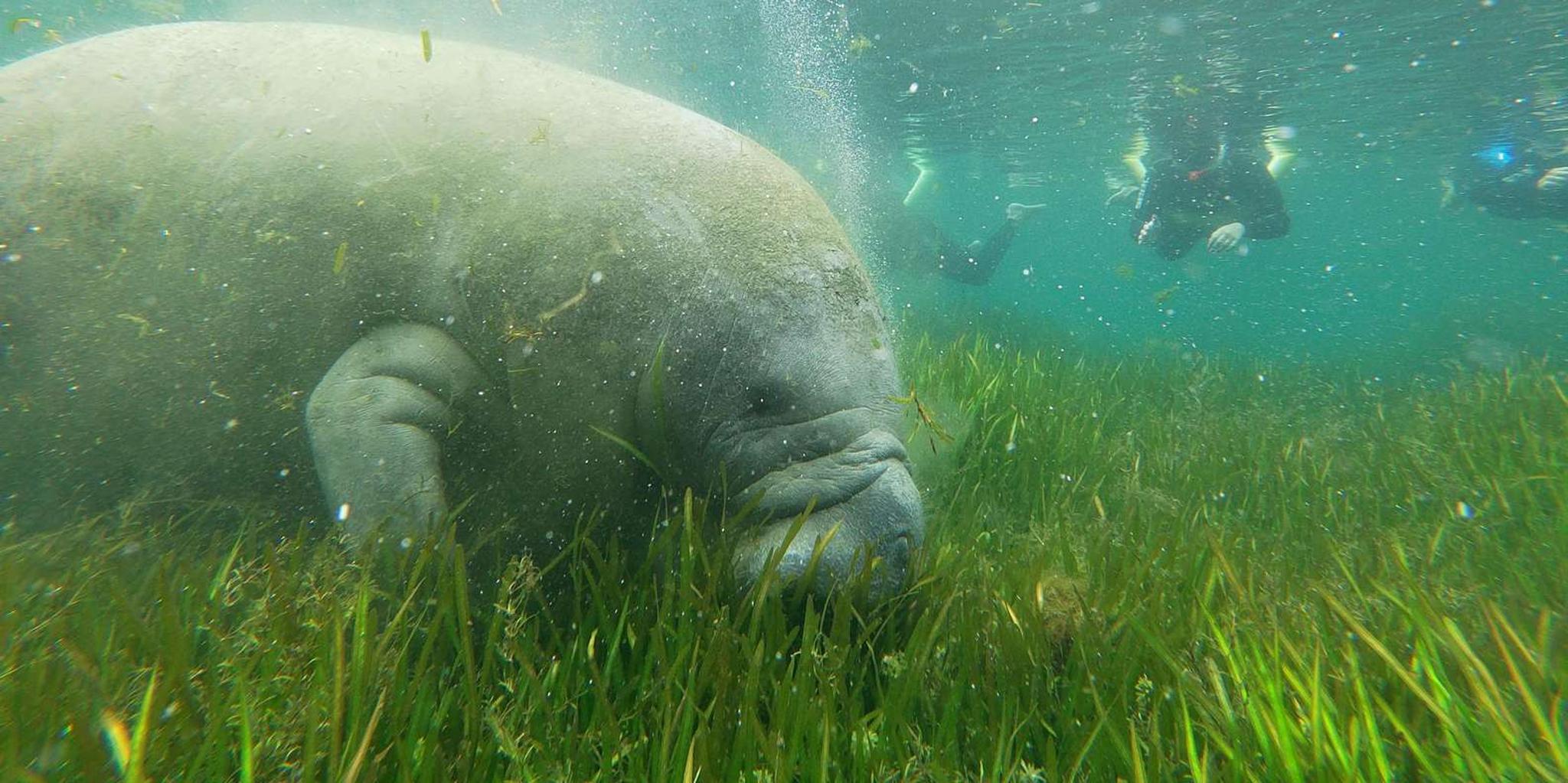 Crystal River Manatee Snorkeling Tour 3 hr - Image 4