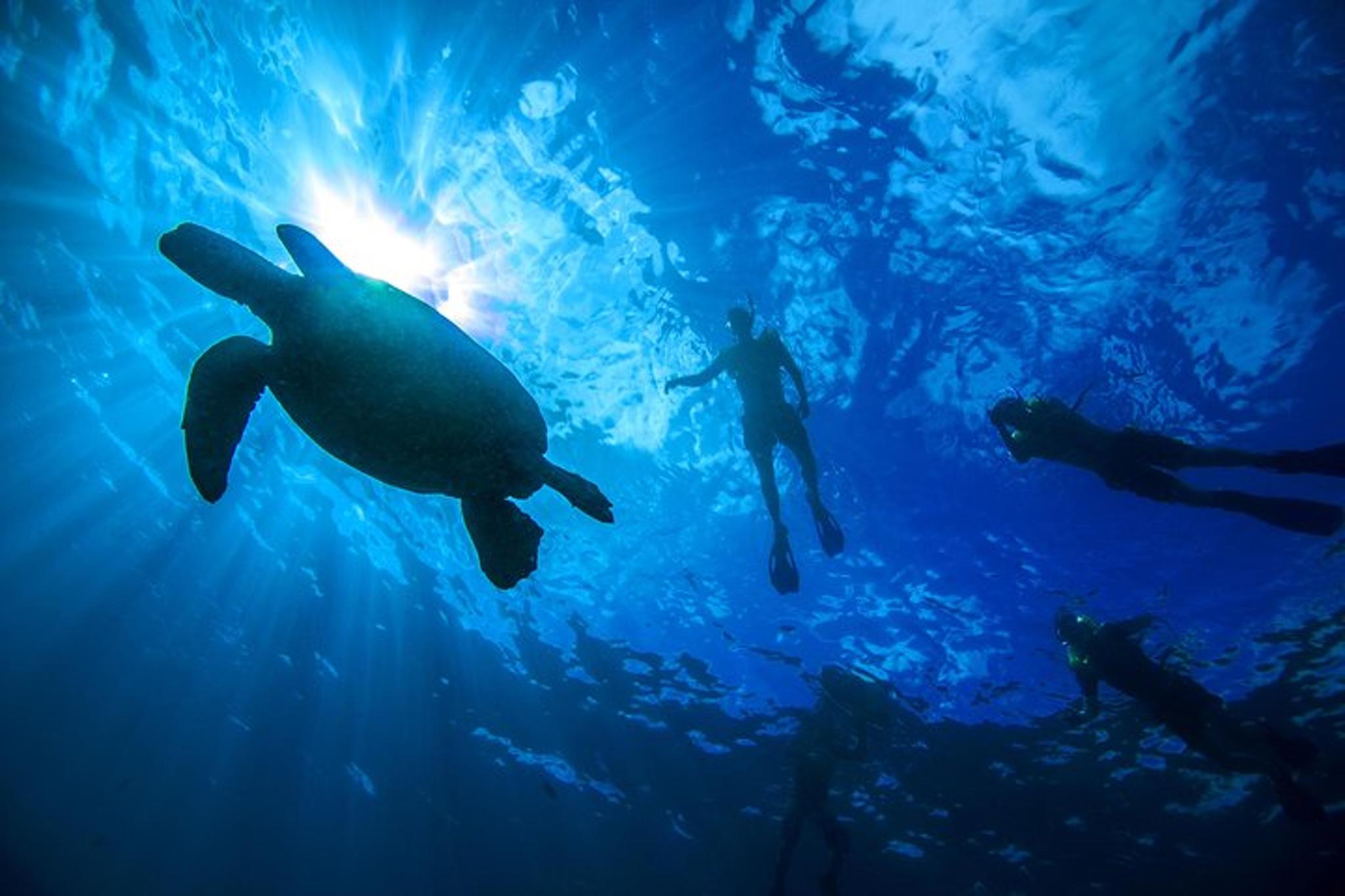 Waikiki Turtle Canyon Snorkel Excursion 2 hr - Image 6