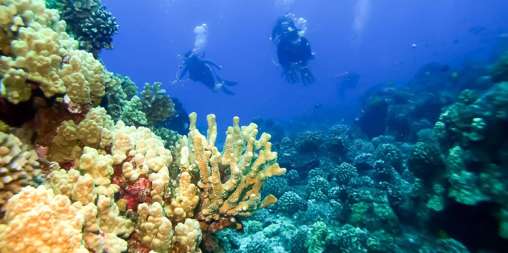 Maui Molokini & Turtle Town Snorkel Tour 5 hr - Image 6