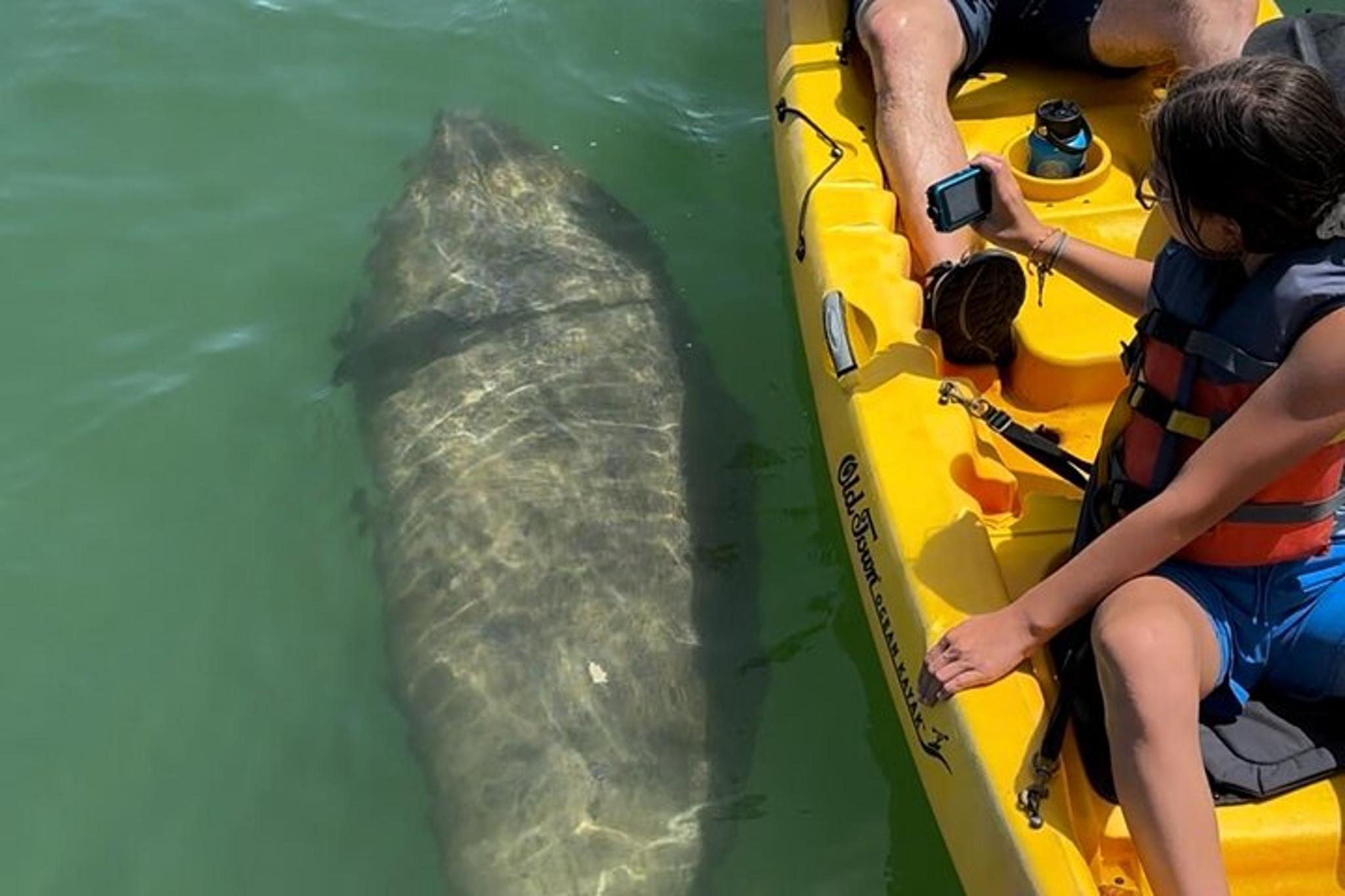 Anna Maria Island Manatee Kayak Tour 2 hr - Image 5