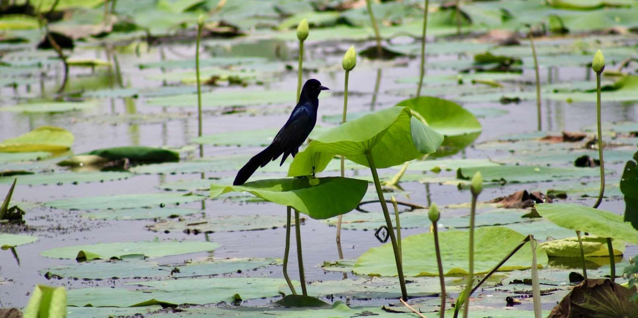 New Orleans Airboat Swamp Tour - Image 4