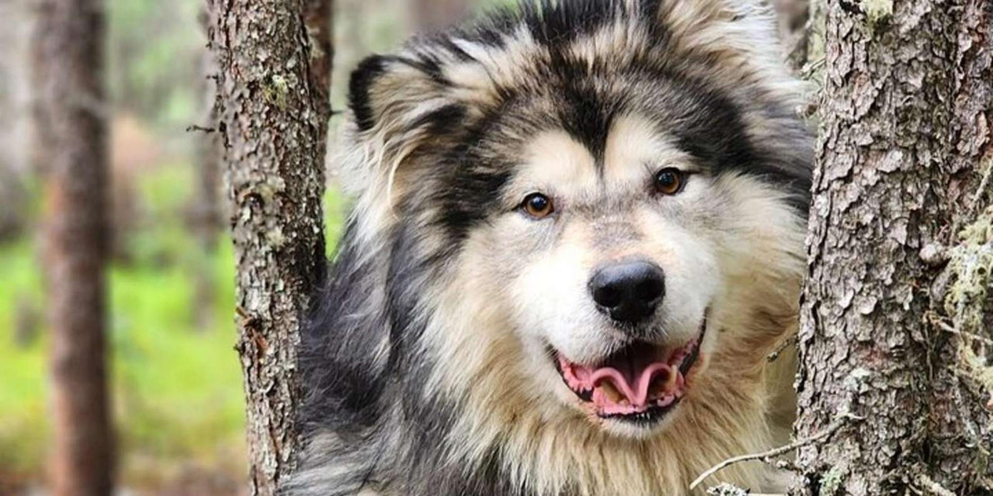 Fairbanks Alaskan Sled Dog Adventure 1.5 hr