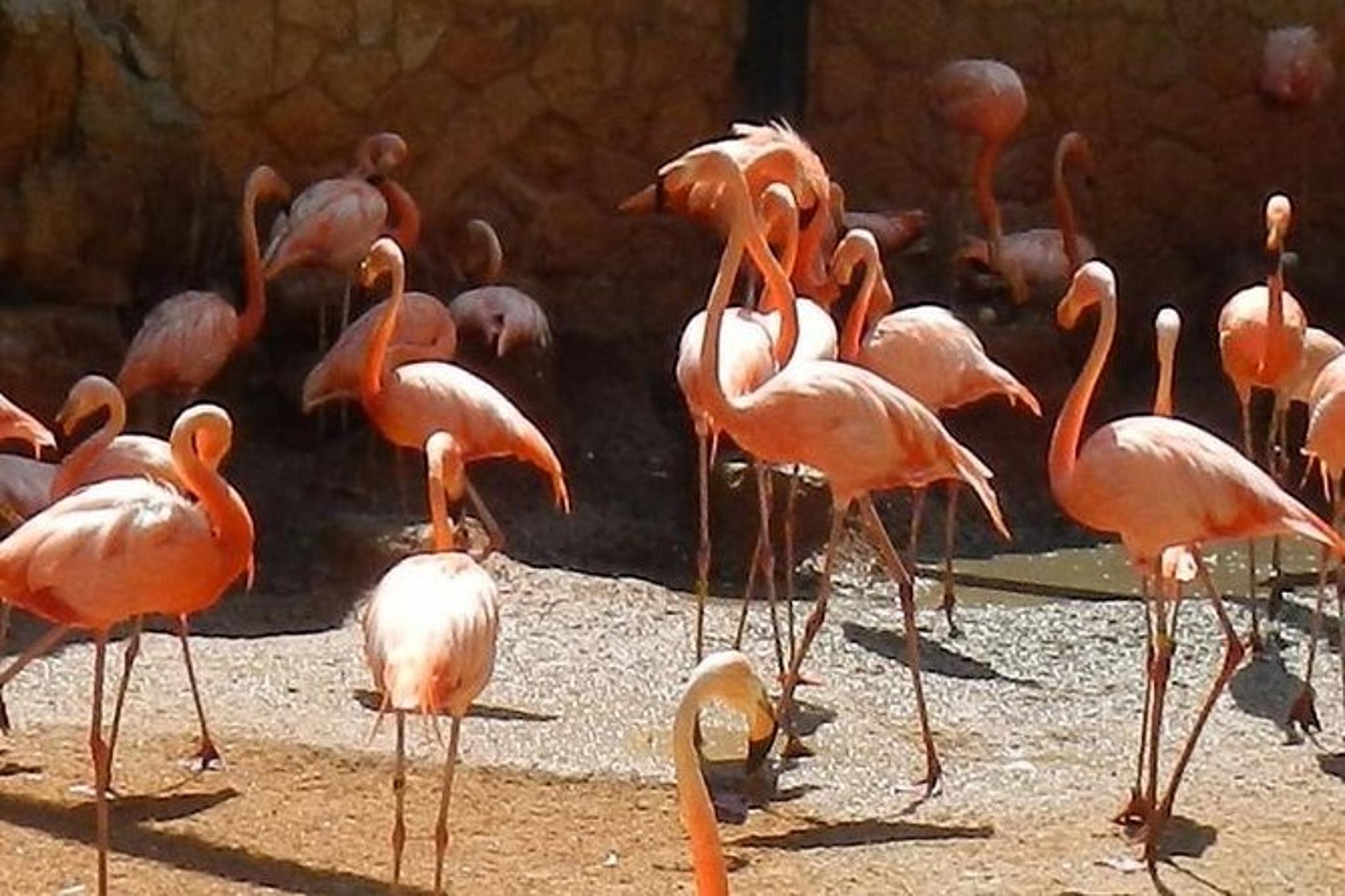 San Antonio Zoo Admission Ticket - Image 3