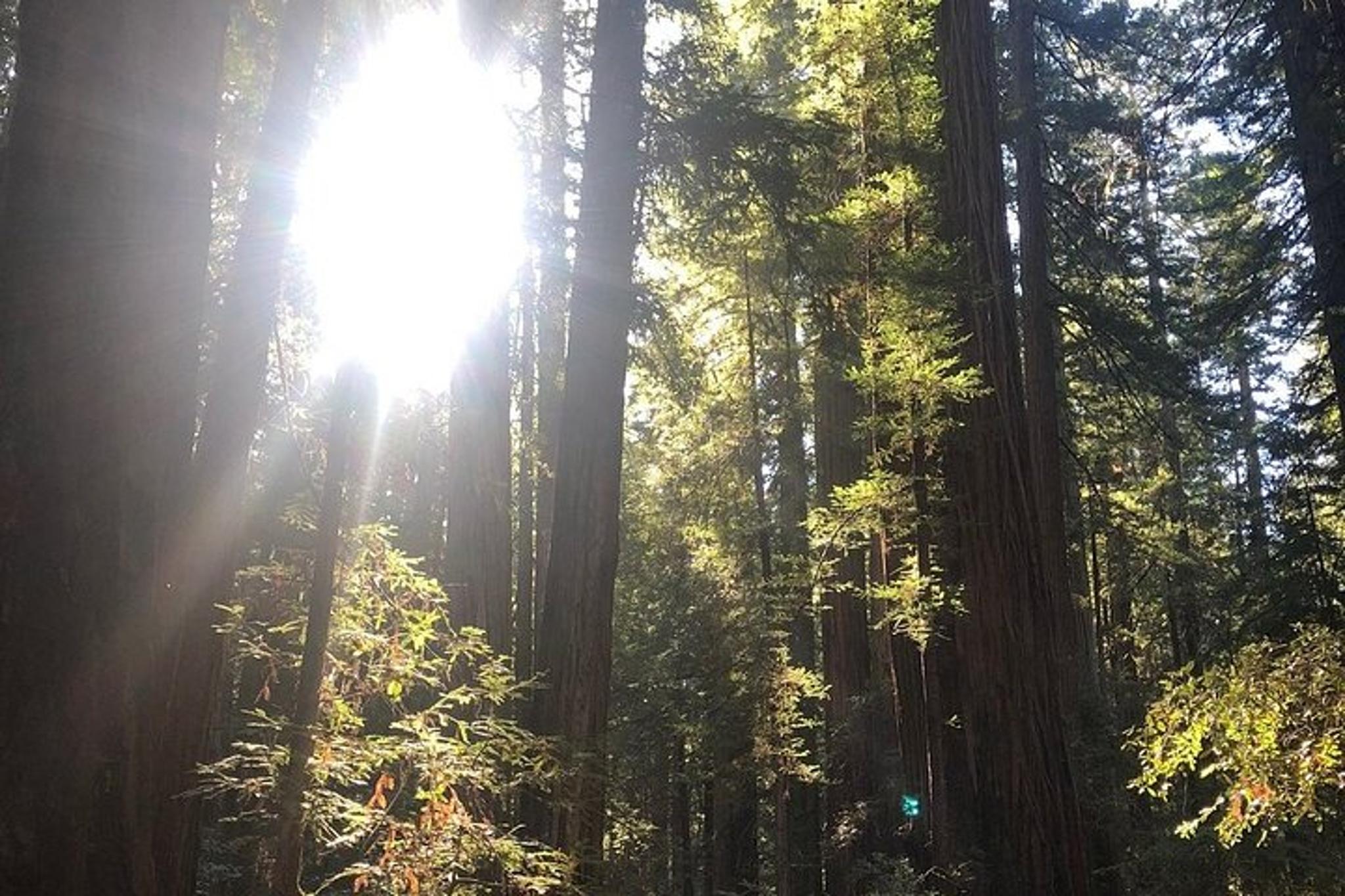 Sonoma Redwoods and Wine Country Tour - Image 6