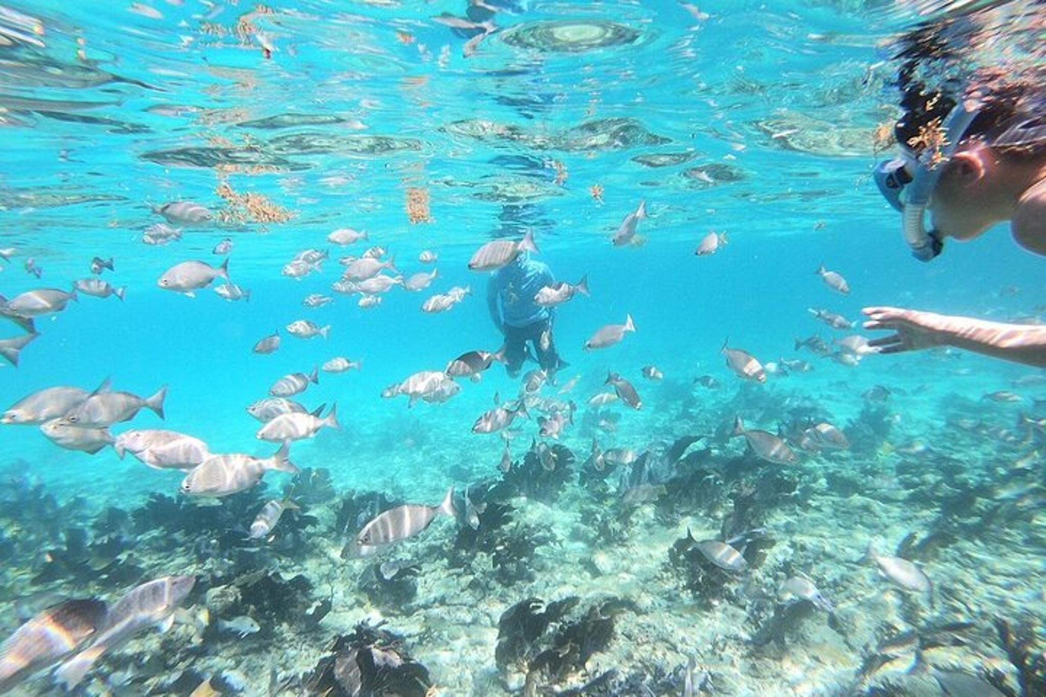 Islamorada Alligator Reef and Sandbar Private Tour