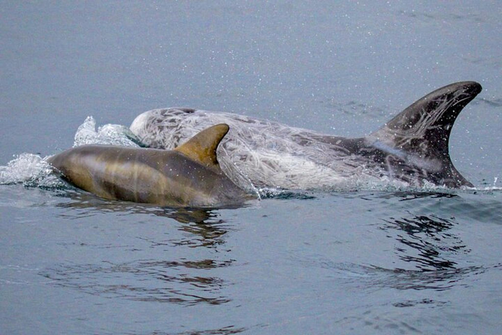 Monterey Whale Watching at Sunset - Image 3
