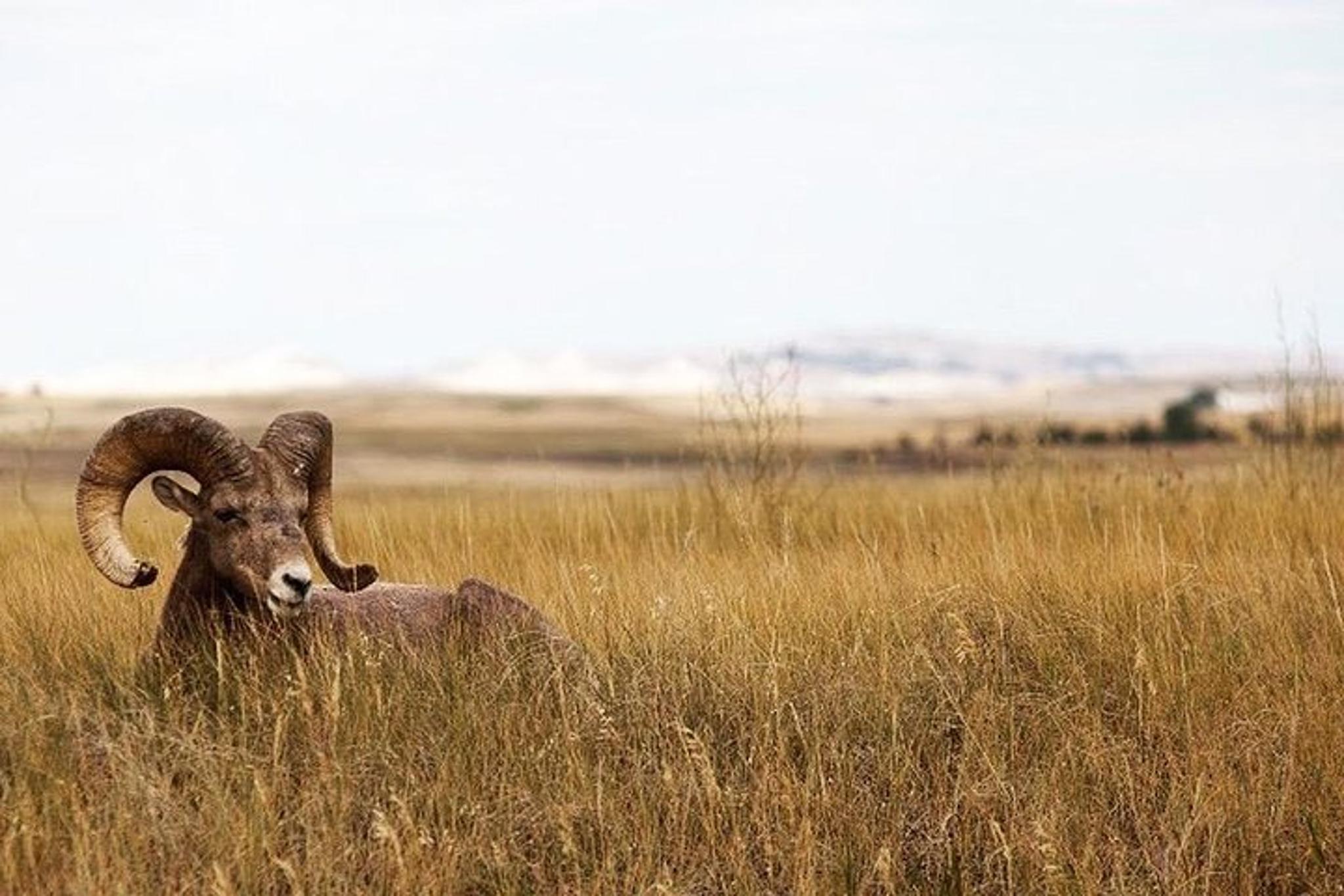 Badlands National Park Bicycle Tour - Image 6