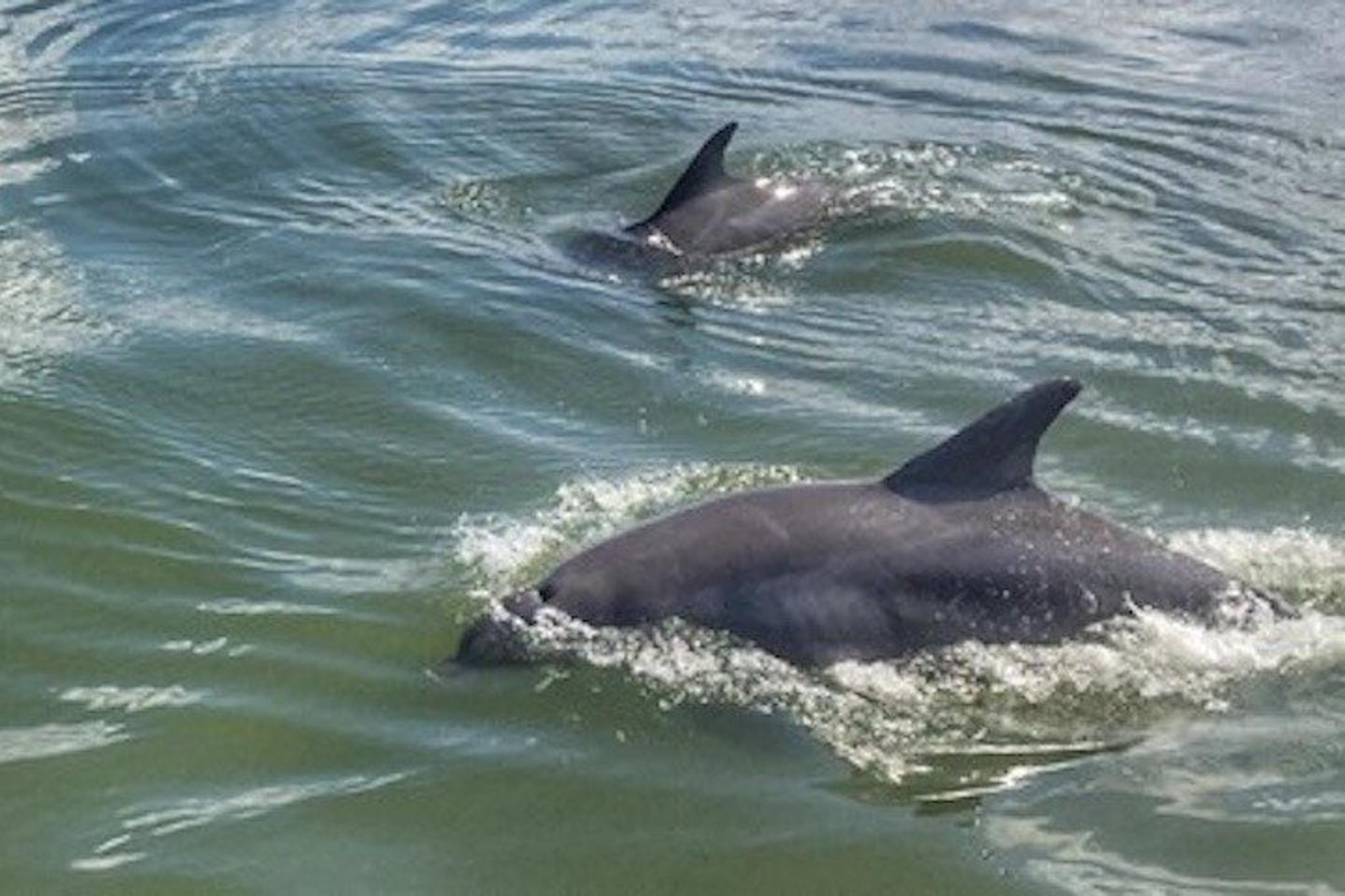 Hilton Head Dolphin Watching Cruise with Donuts - Image 6