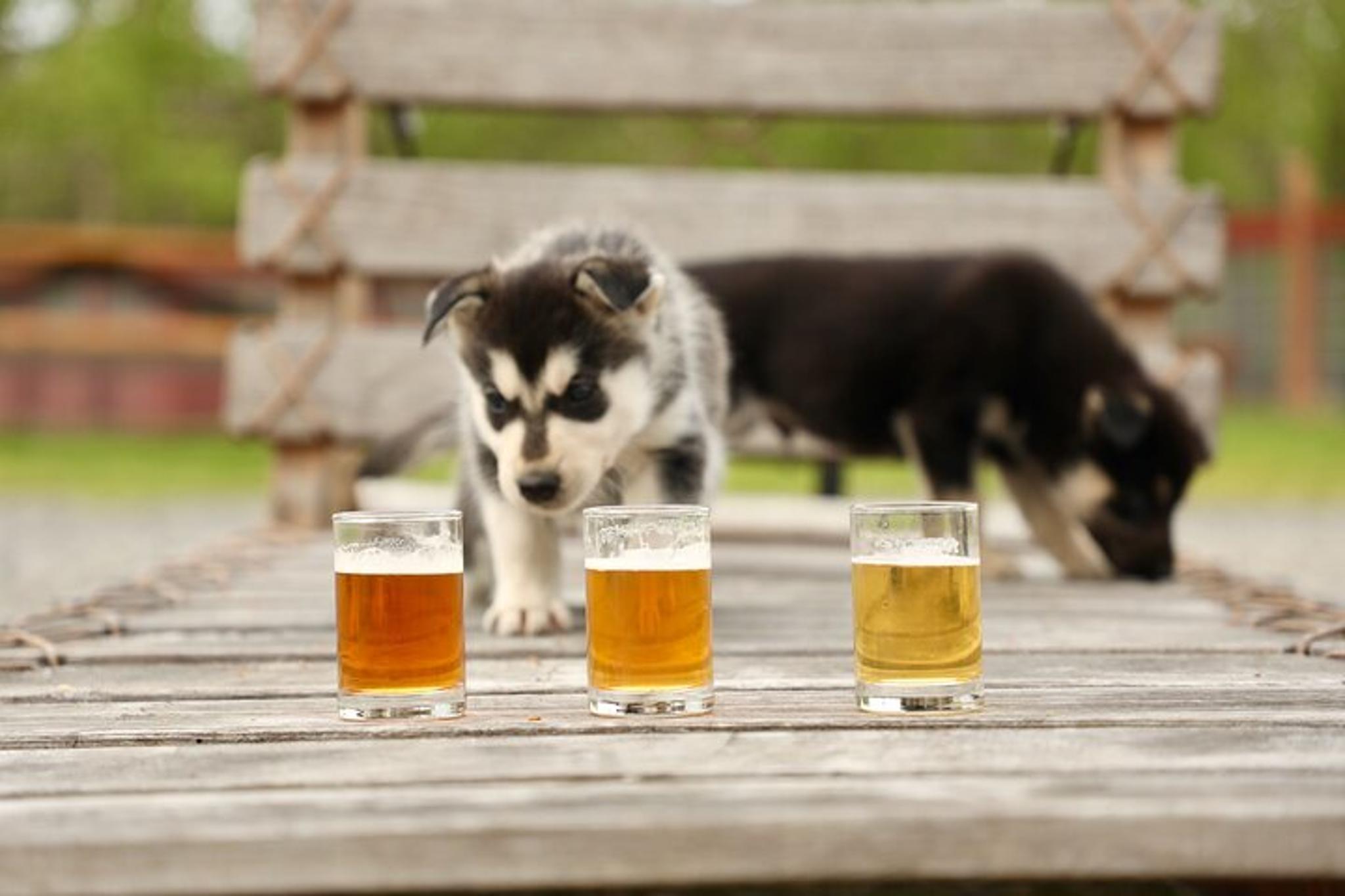 Fairbanks Beer and Puppies Experience 1.5 hr - Image 2