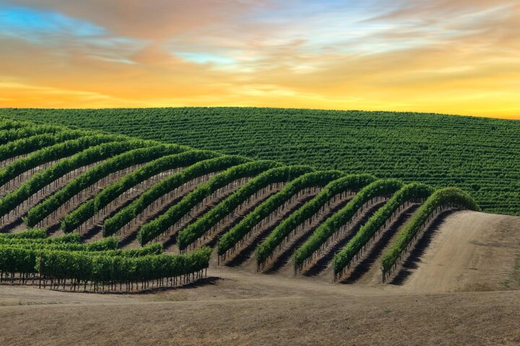 Napa and Sonoma Valley Wine Tour - Image 5