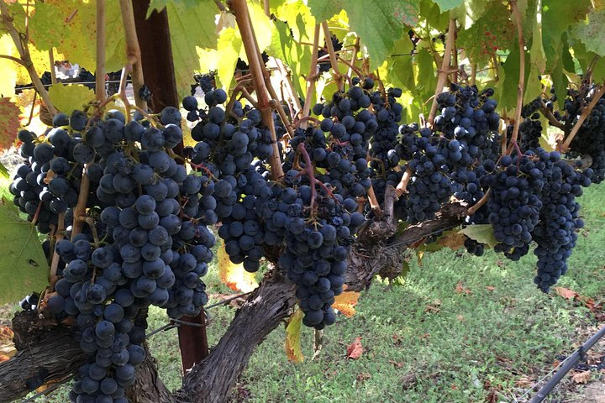 Napa Valley Wine Tour by Private SUV - Image 5