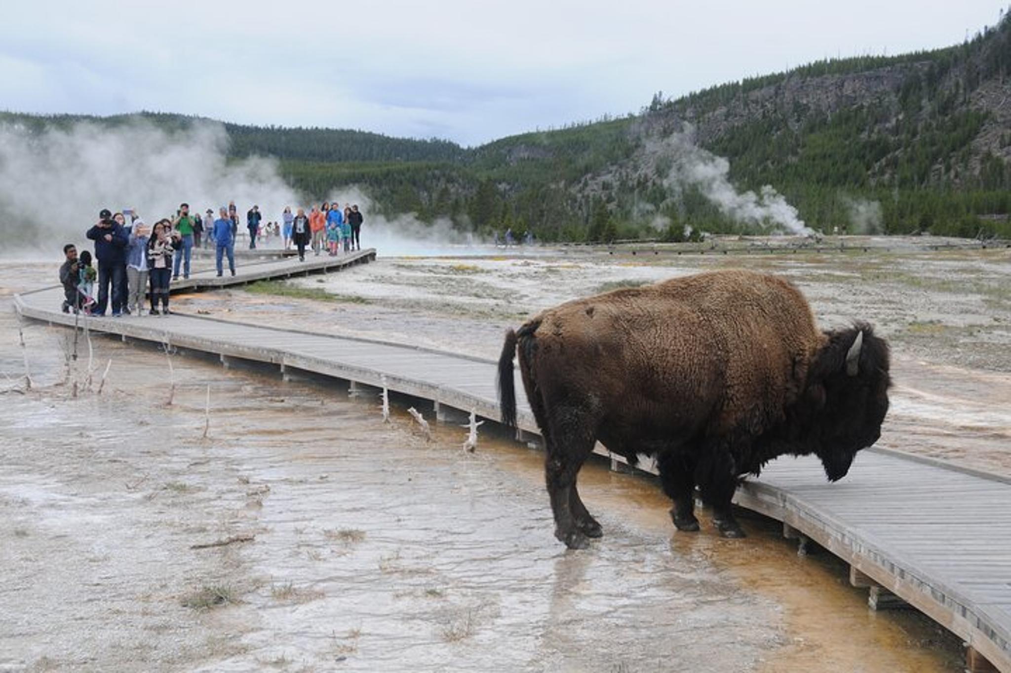 Yellowstone Lower Loop Tour - Image 3