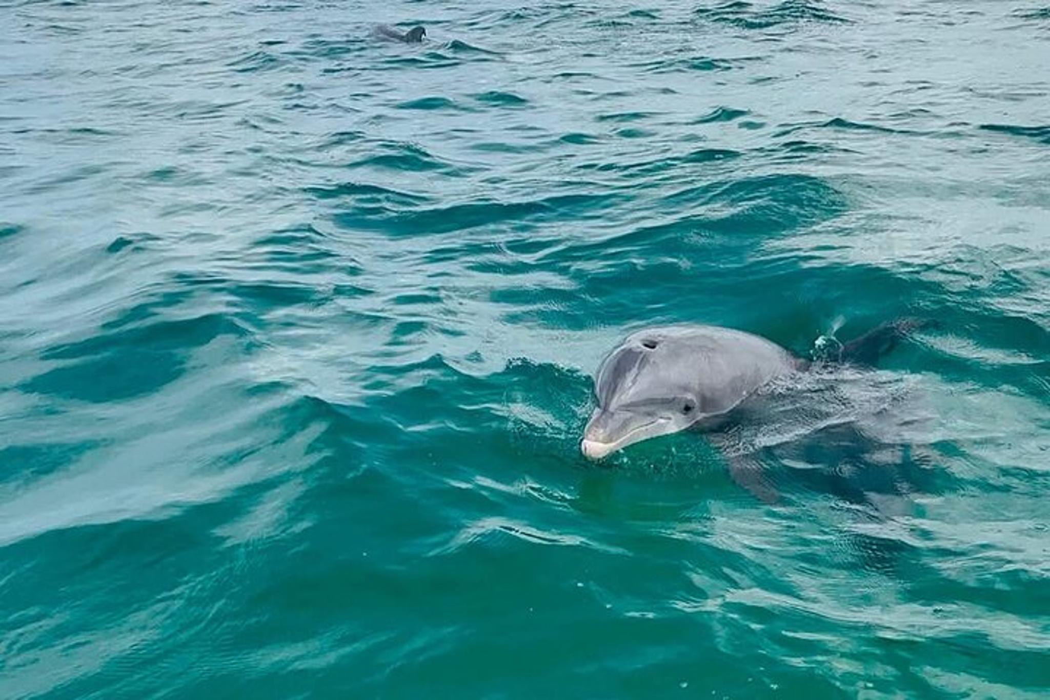 Panama City Swim with Dolphins and Snorkeling Tour - Image 3