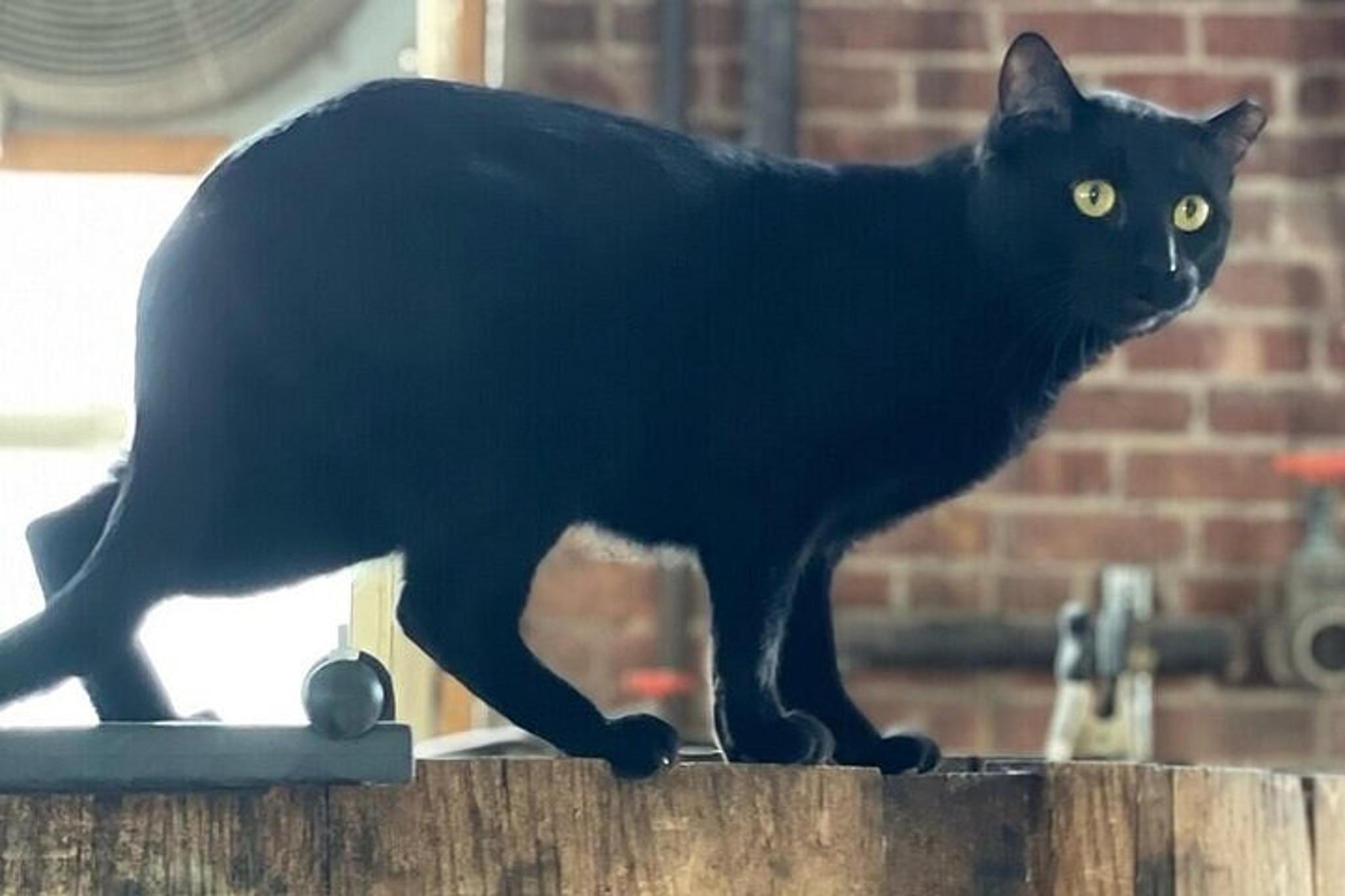 Brooklyn Distillery Tour - Image 2