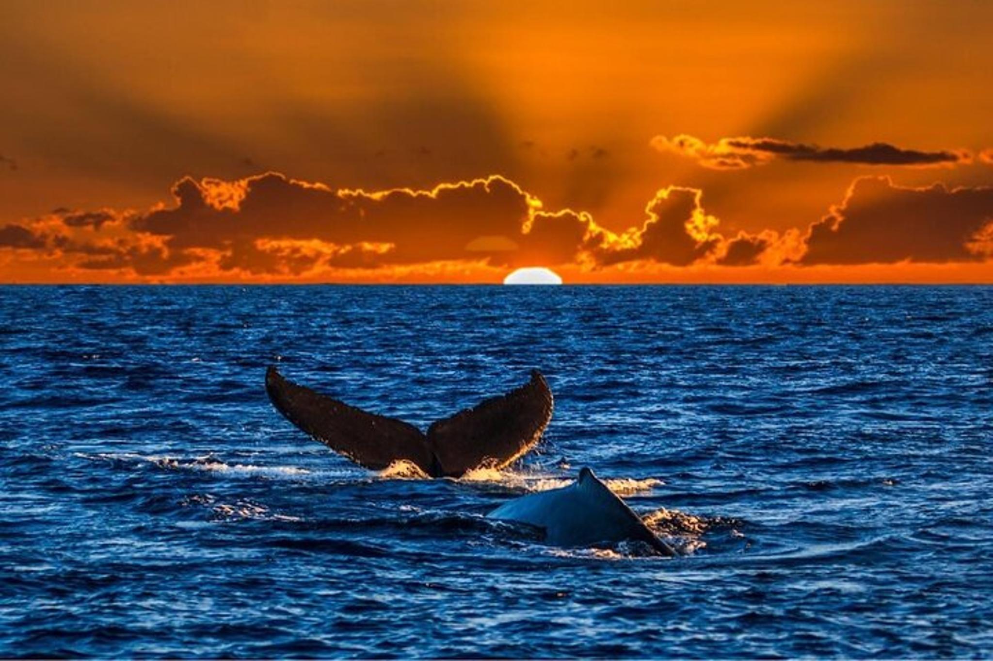 Waikiki Whale Watching Tour at Sunset - Image 6