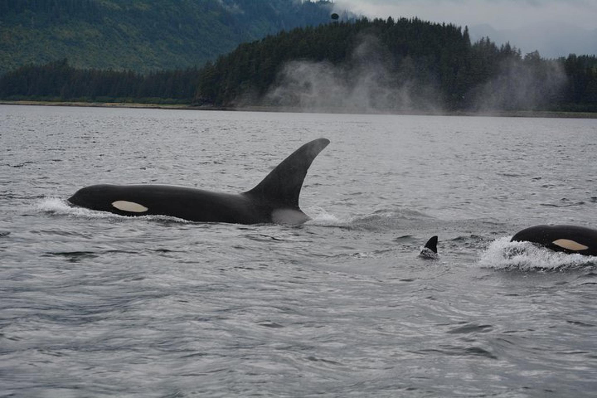 Juneau Catamaran Whale Watching Tour 165 Min - Image 5