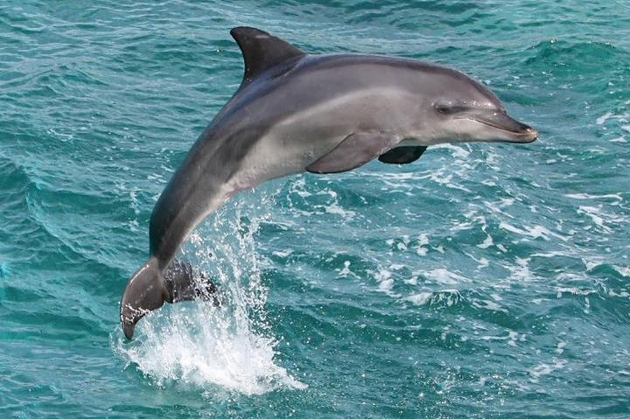 Oahu Whale Watching Sail - Image 5