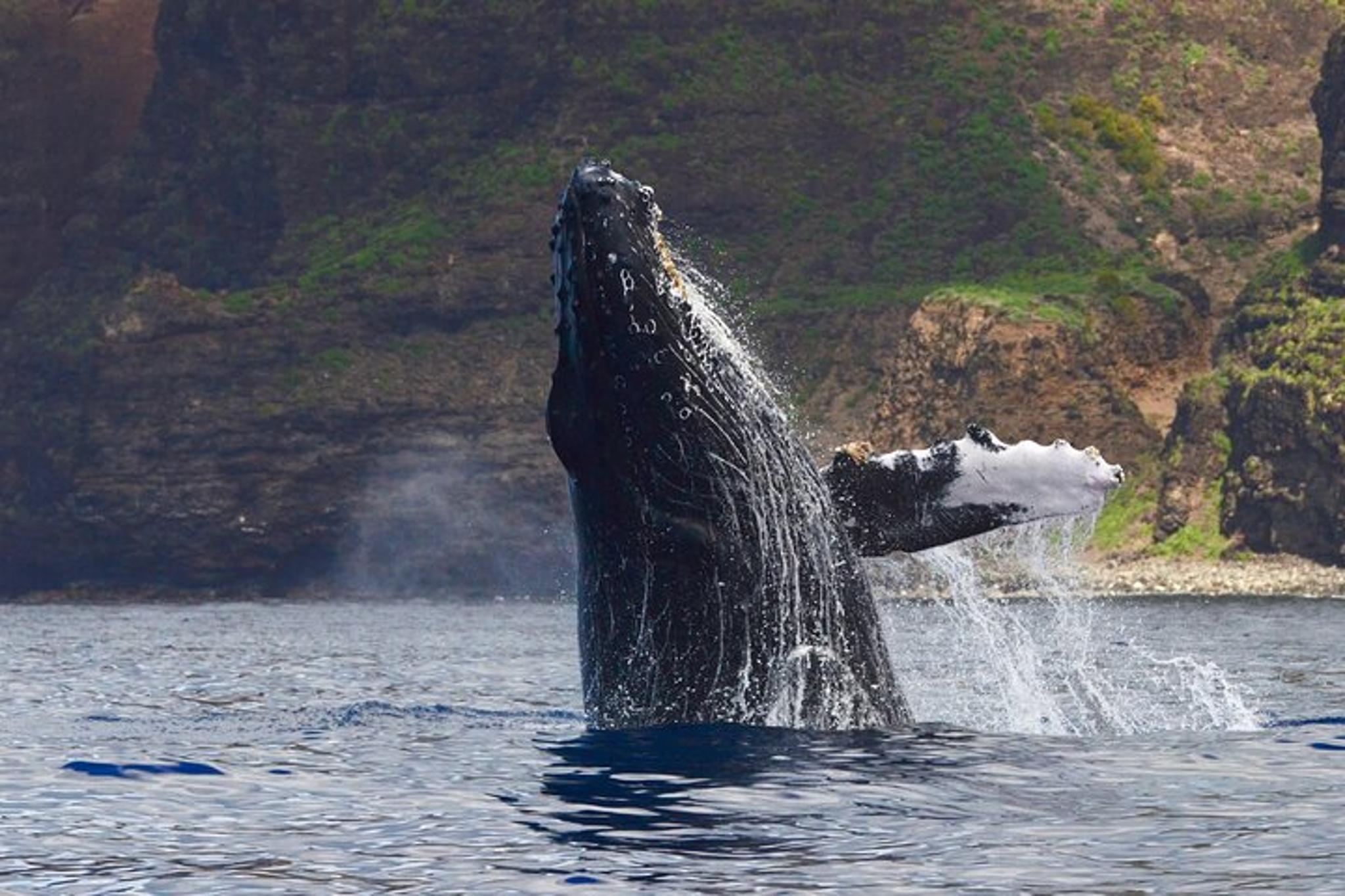 Kaua'i Whale Watch and Snorkel Tour
