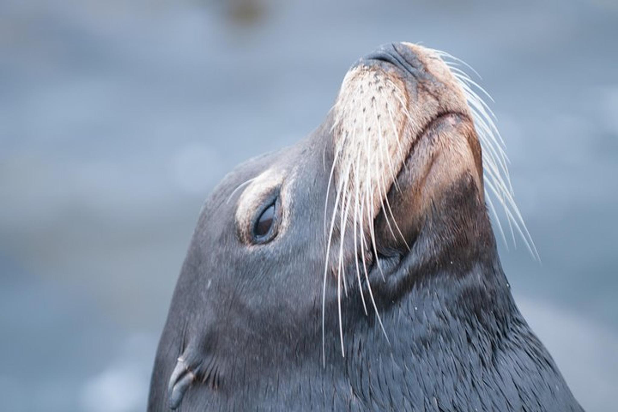 Monterey Bay Whale Watching Tour - Image 6
