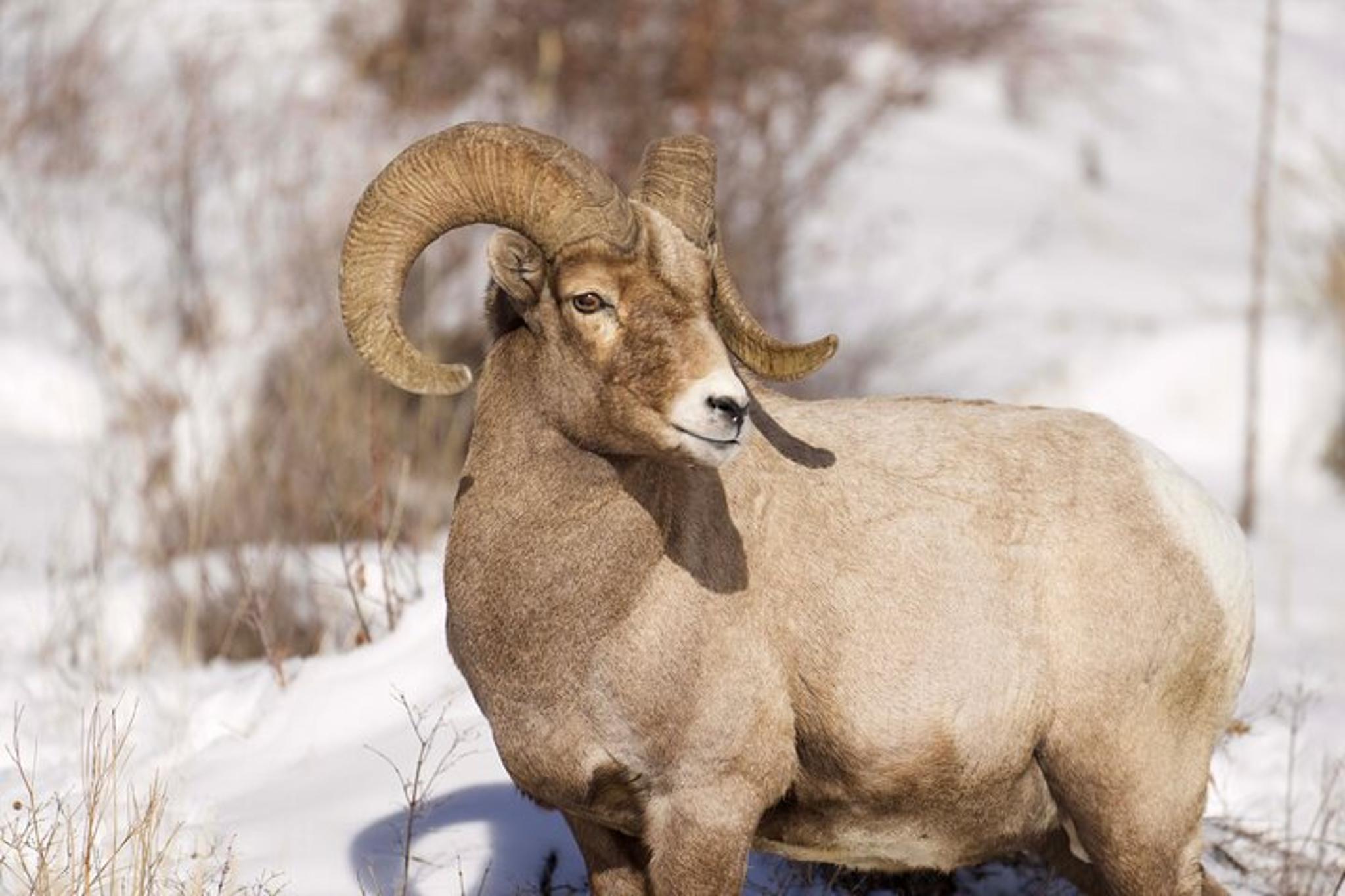 Cody Yellowstone Wildlife Safari