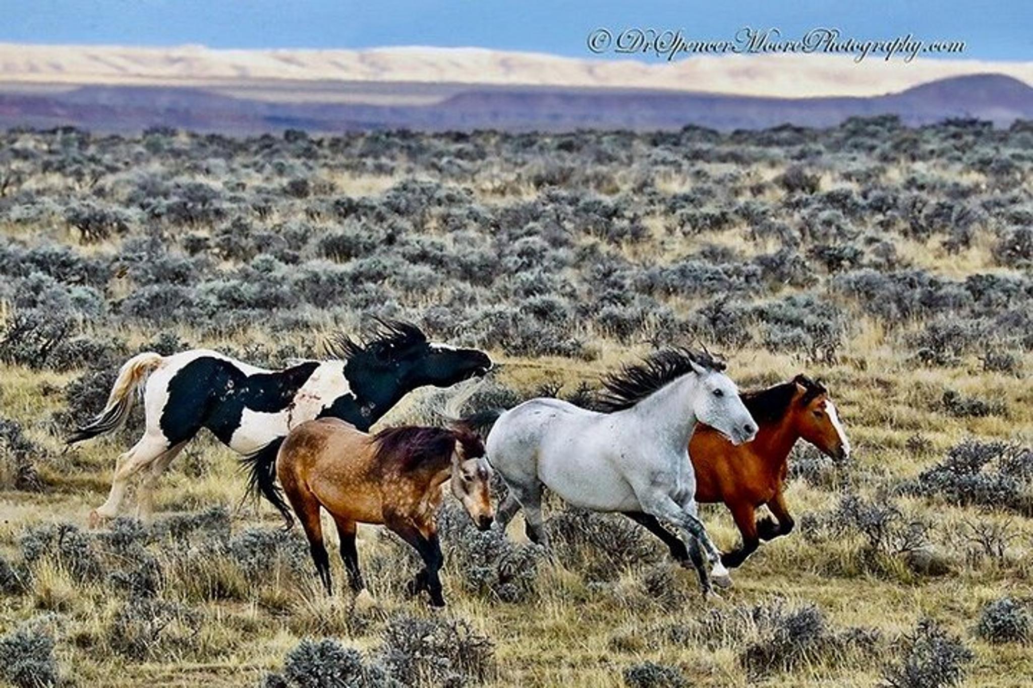 Cody Wild Mustang Bus Tour 3 hr - Image 2