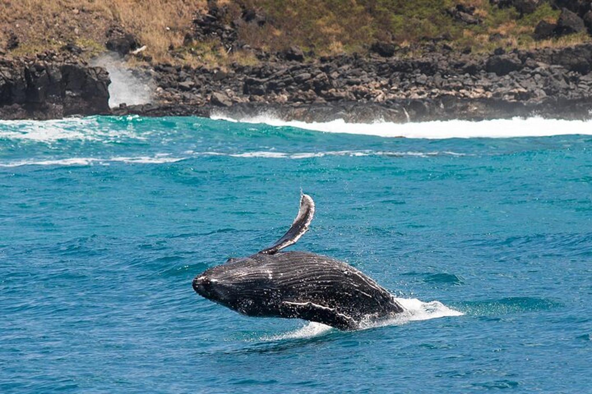 Waikiki Whale Watching Cruise with Snack - Image 3