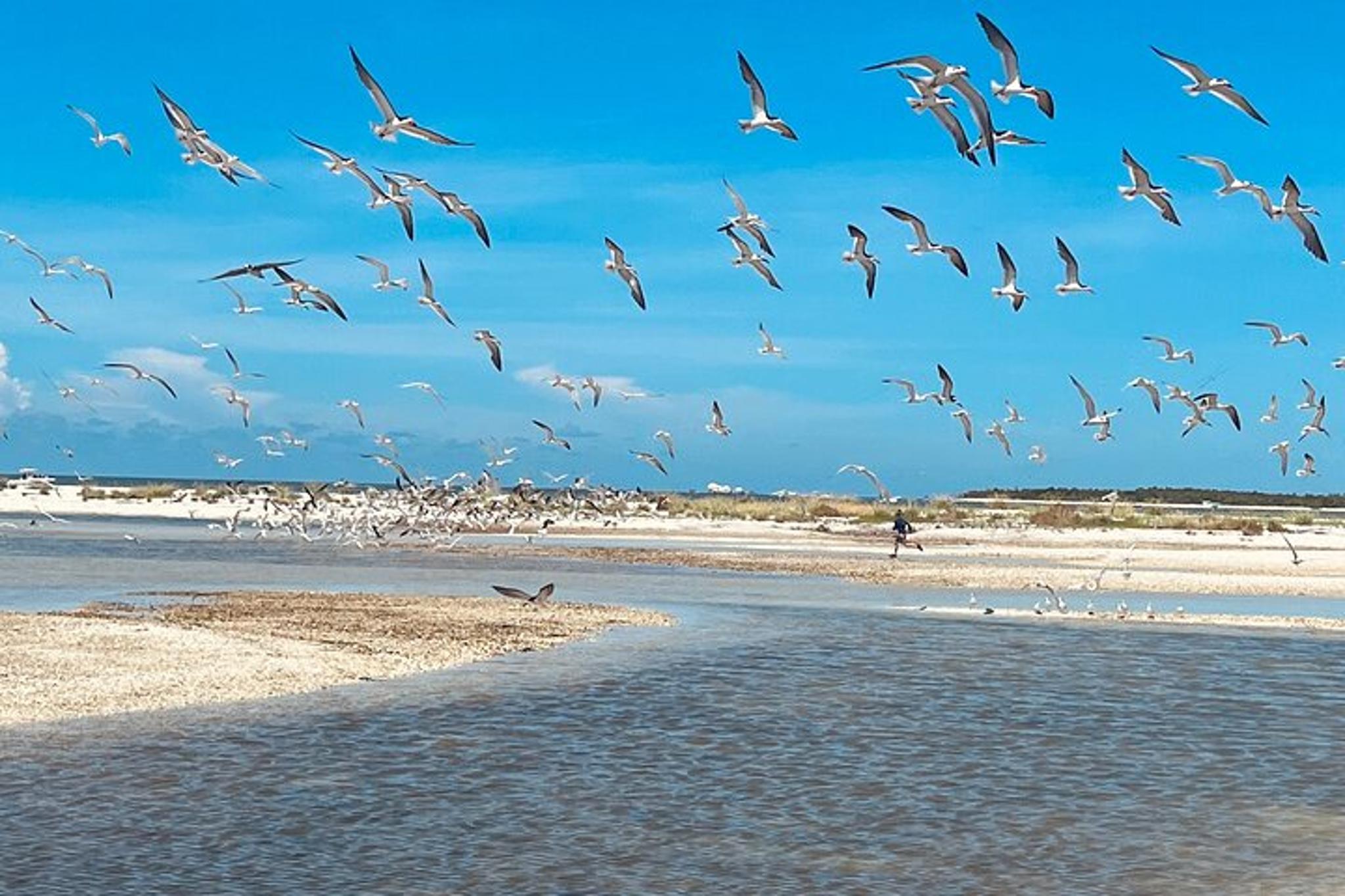 Marco Island and 10,000 Islands Dolphin Tour - Image 6