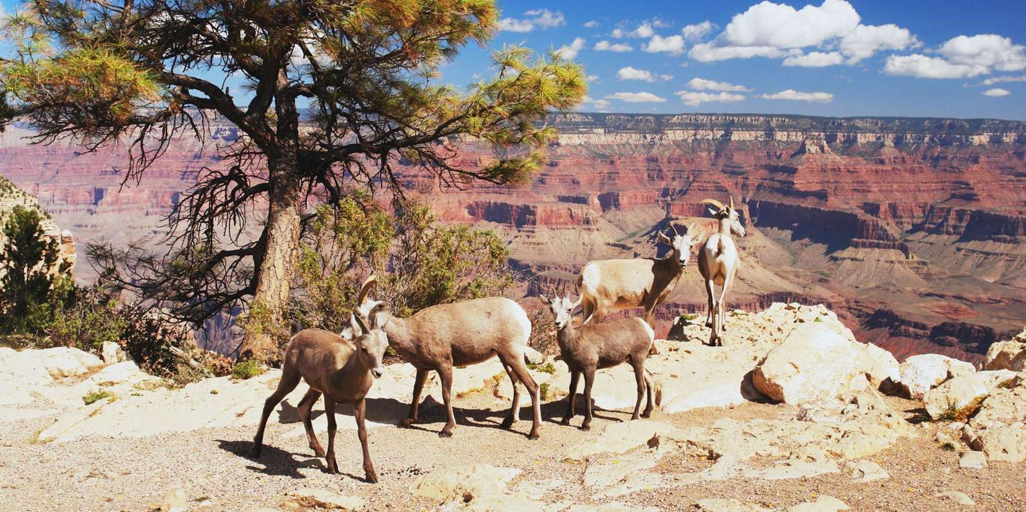 Las Vegas Grand Canyon South Rim Private Tour - Image 4