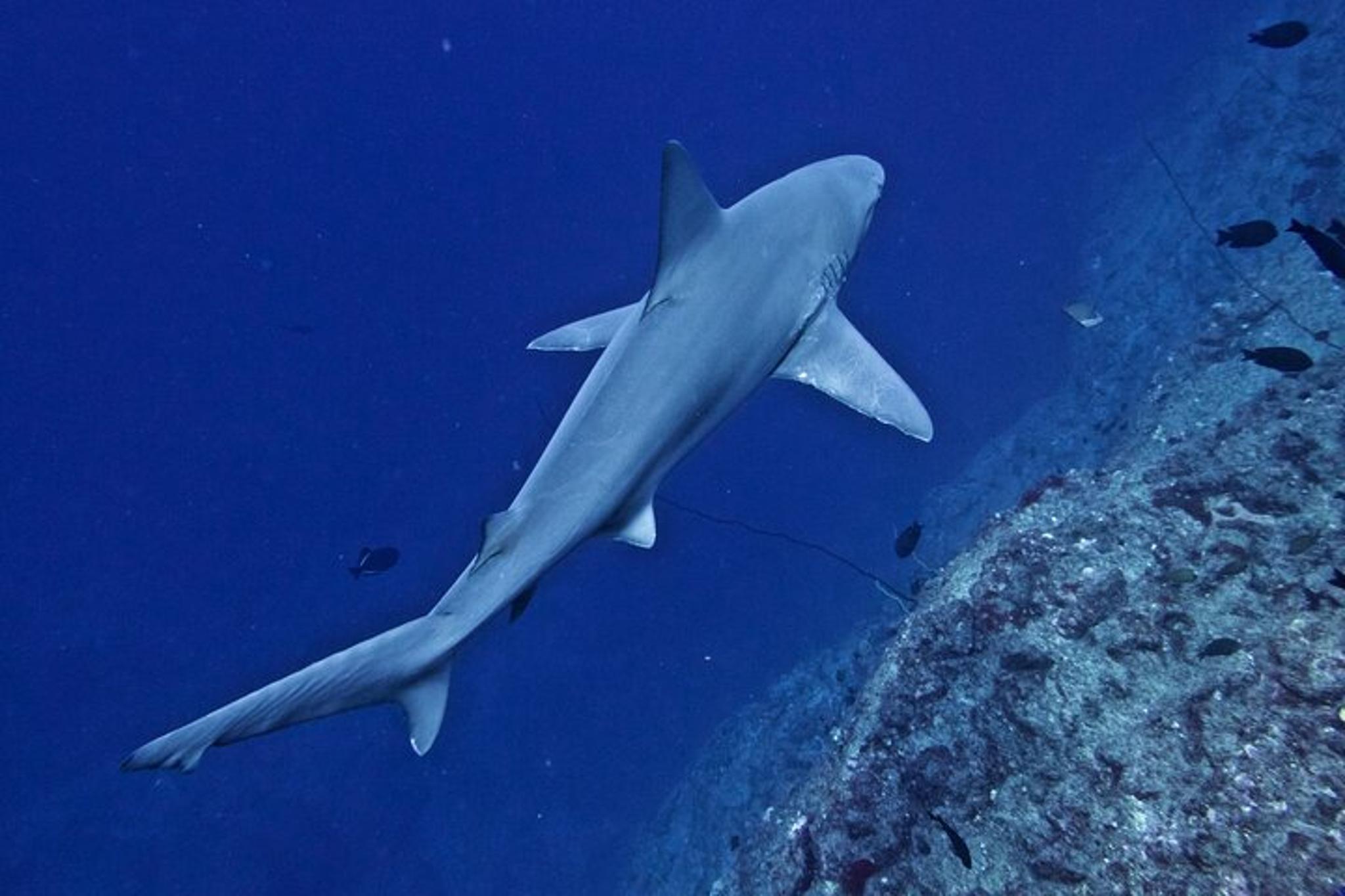 Ni'ihau Scenic Snorkel Tour - Image 4