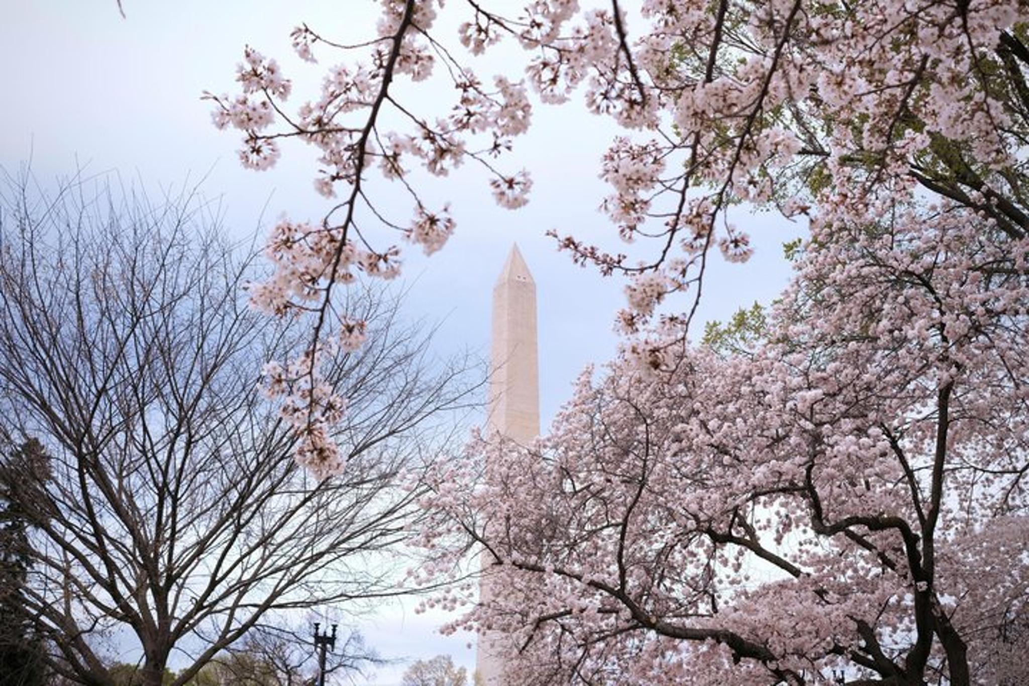 Washington DC Monuments and History E-Cart Tour - Image 6
