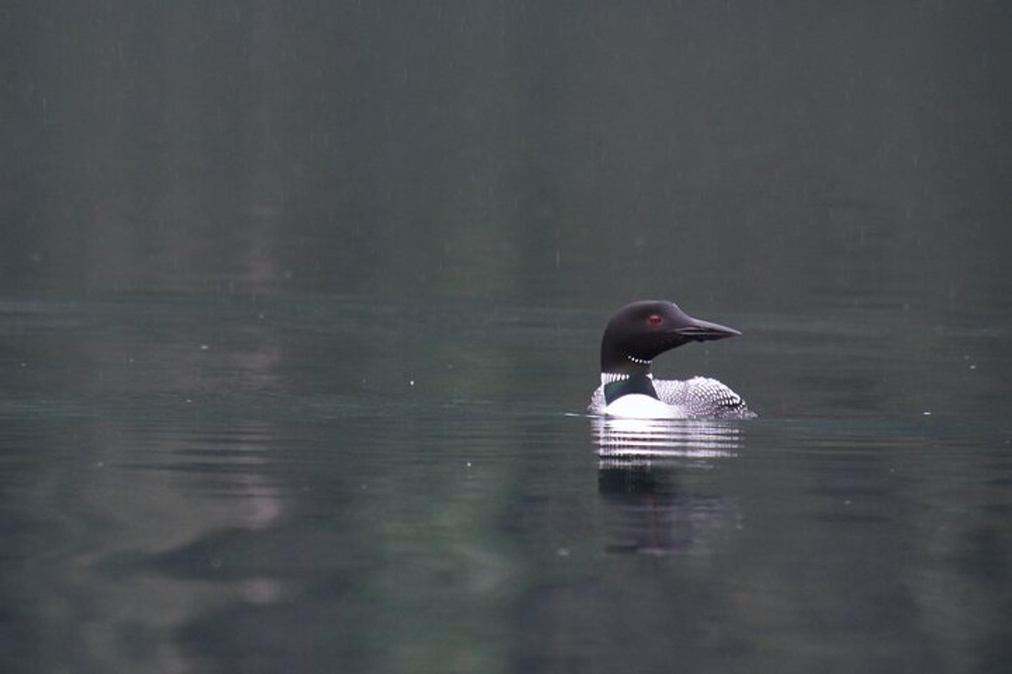 Kachemak Bay Wildlife Tour - Image 6