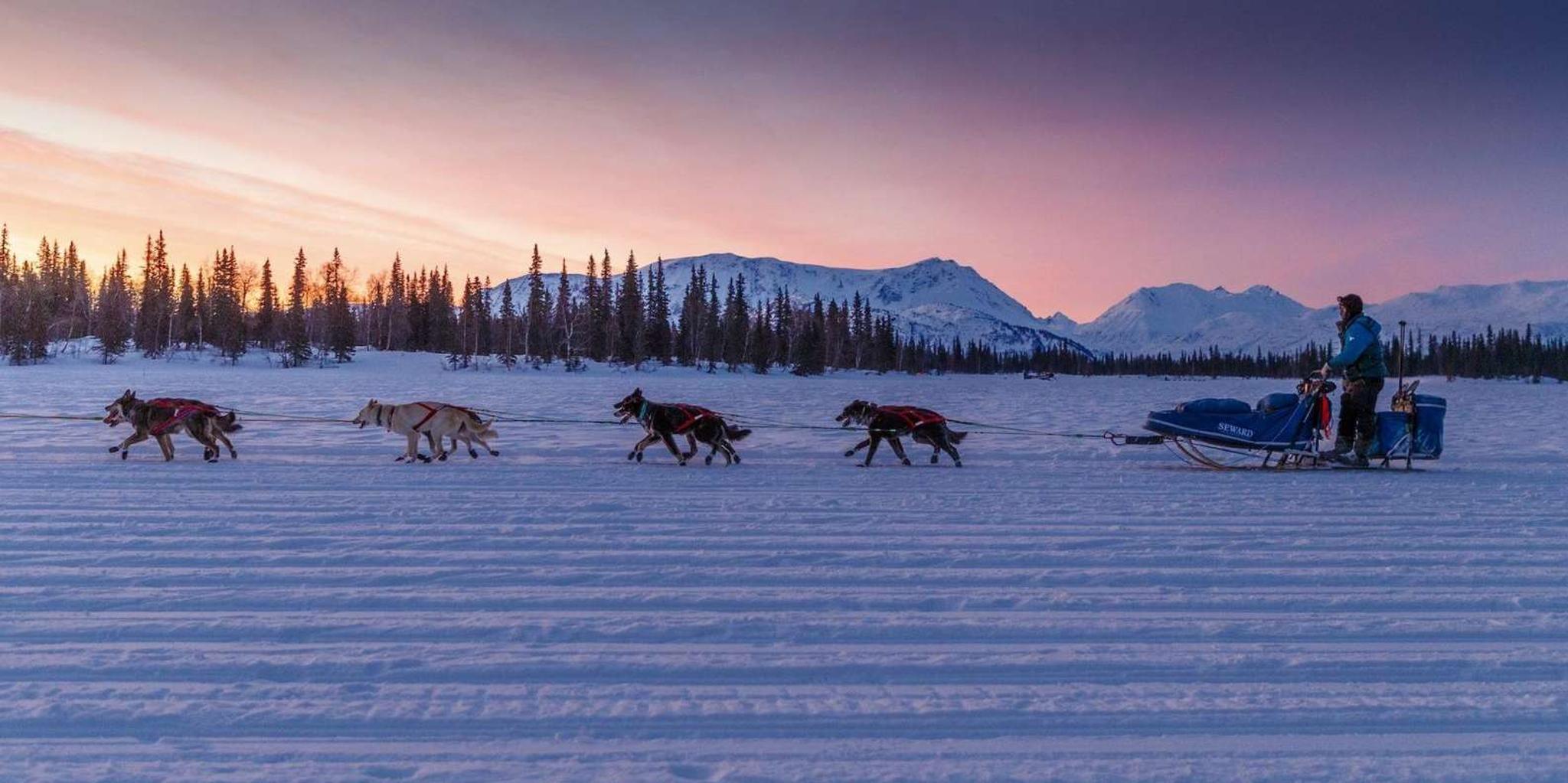 Knik Dog Sledding Tour