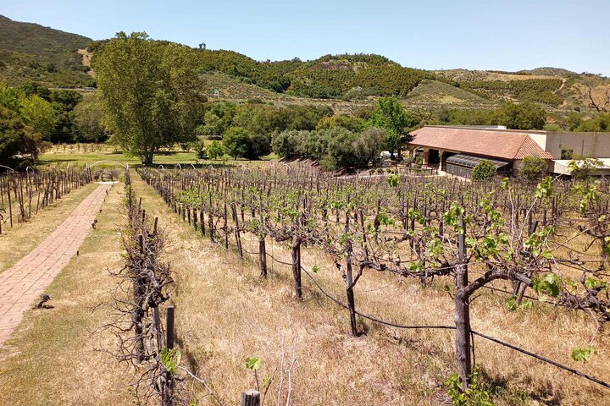 San Diego Auto Museum & Winery Tour - Image 3