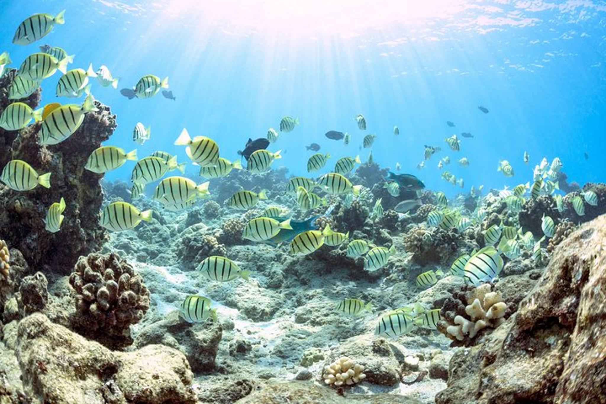 Maalaea Harbor Molokini Snorkeling Tour - Image 4